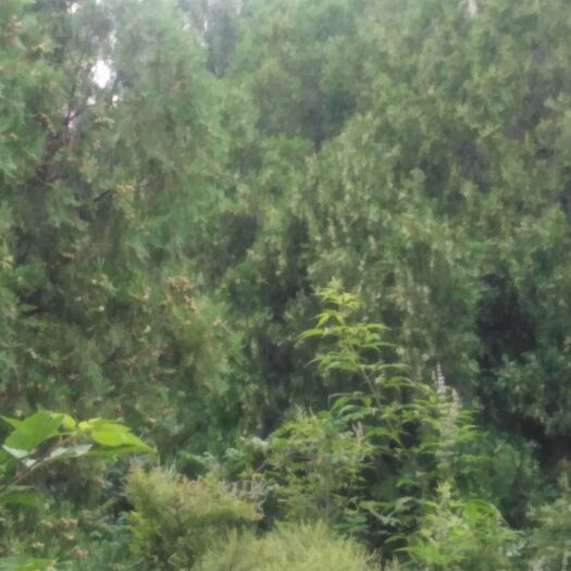 济南柏子仁 柏子，大量供应