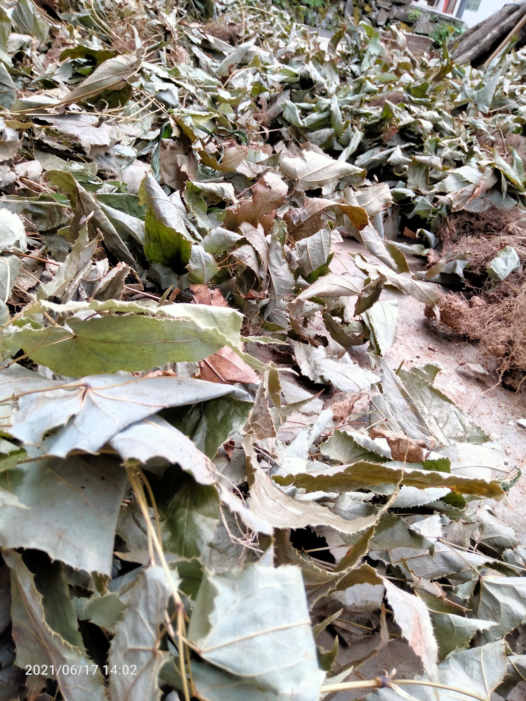 淫羊藿_足干，箭叶淫羊藿  包邮，水洗无杂质，贵州产地批发