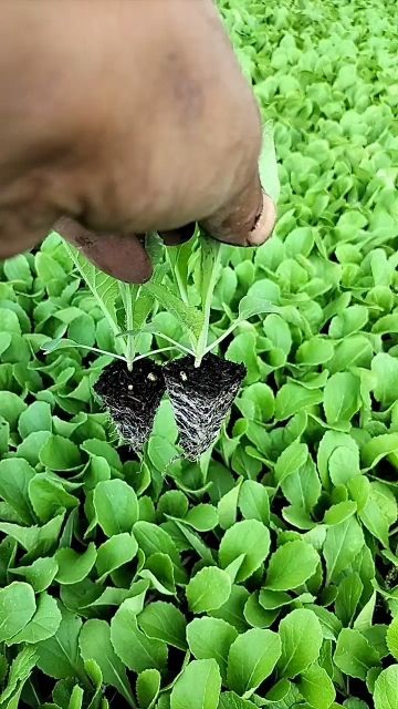 娃娃菜苗，根系发达，品种好