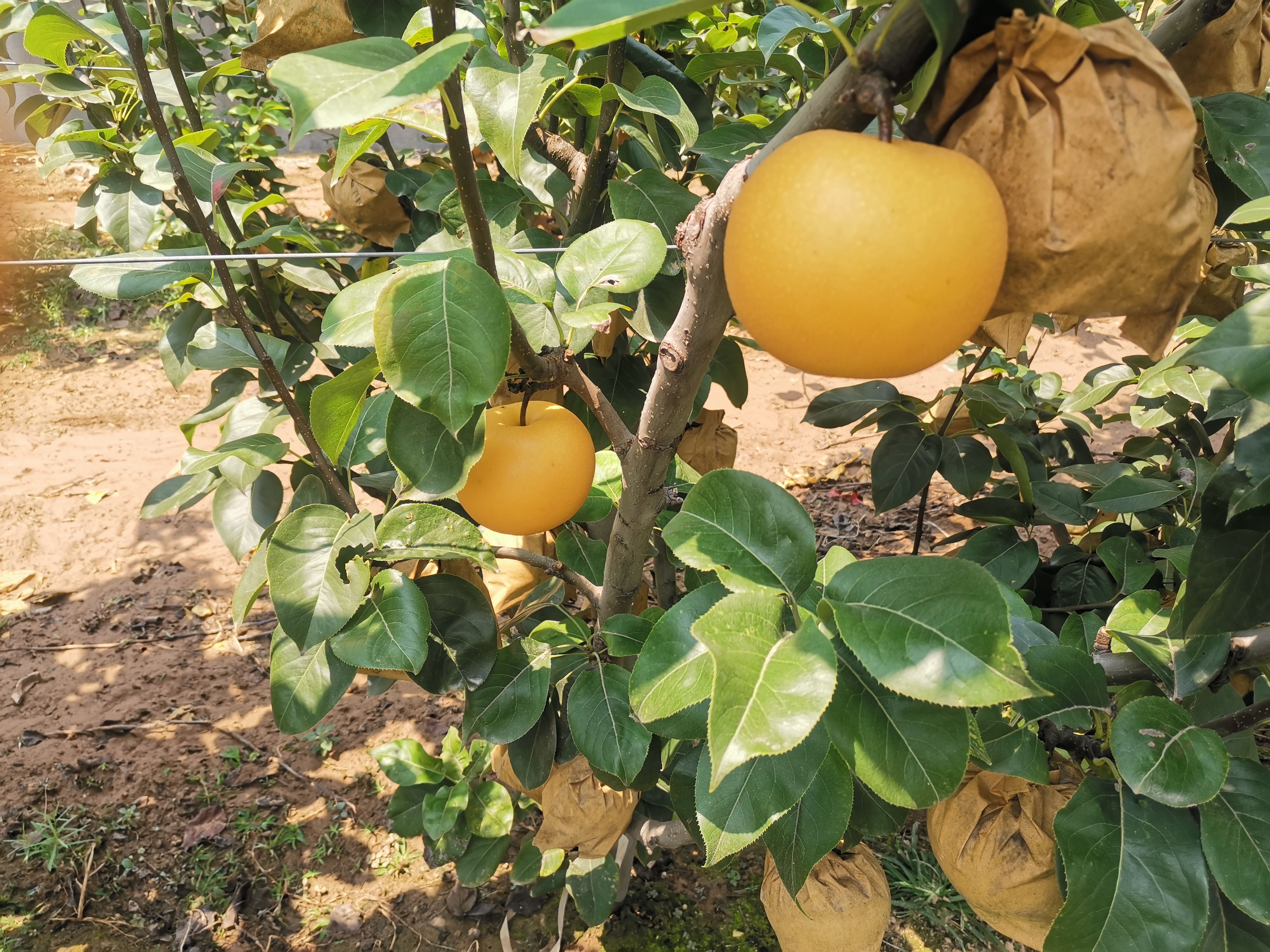  秋月梨 丰水梨 大量供应 产地直供 支持一件代发