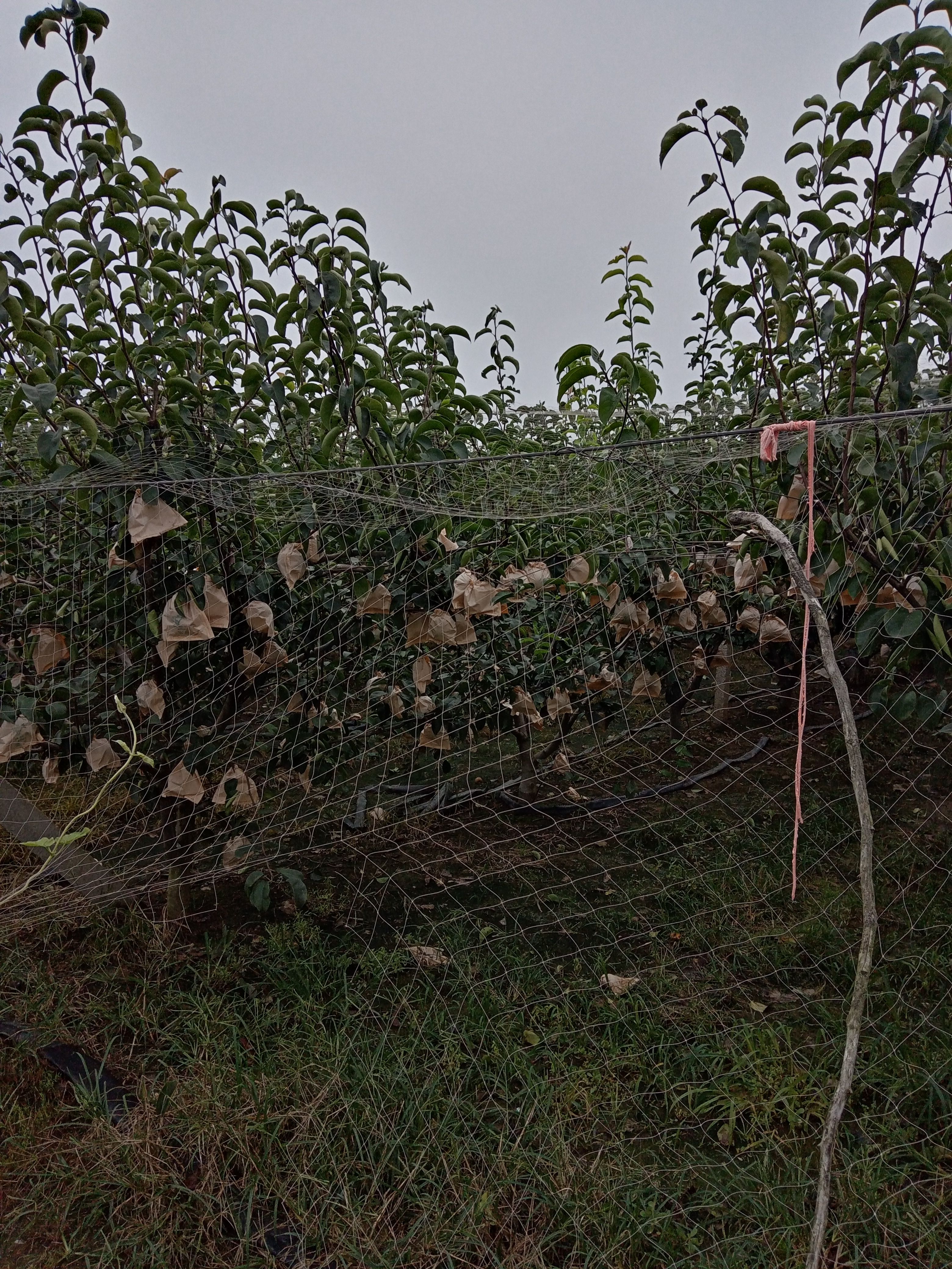  秋月梨，南水梨，华山梨。