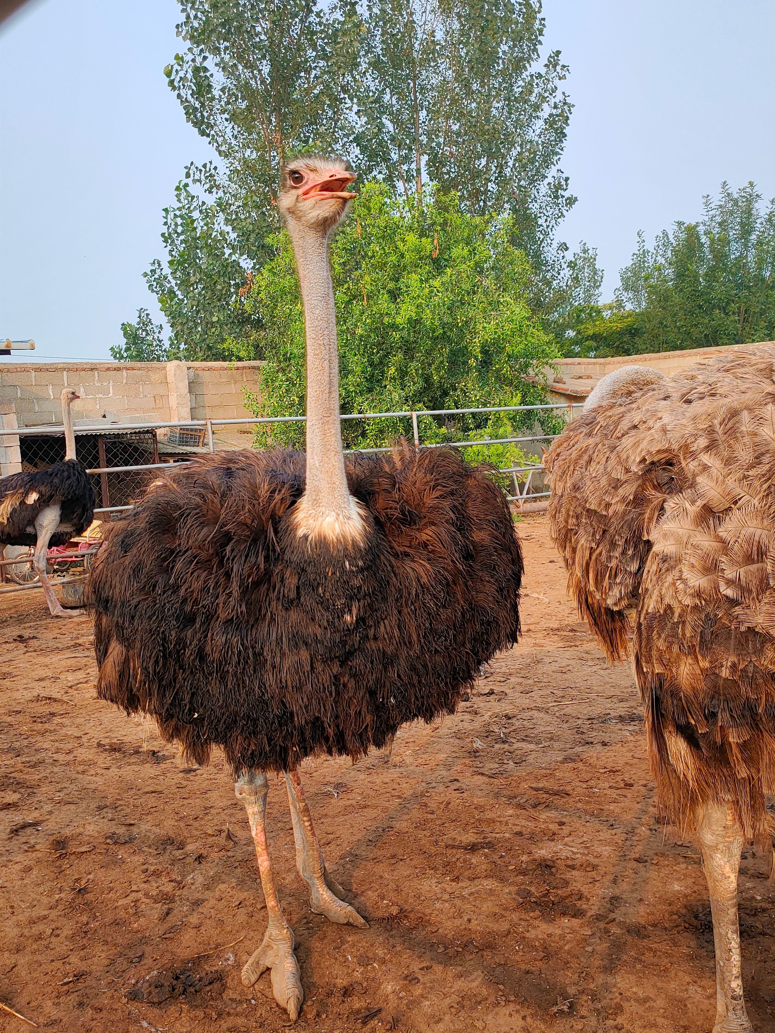 鸵鸟成年鸵鸟300斤大鸵鸟下蛋中
