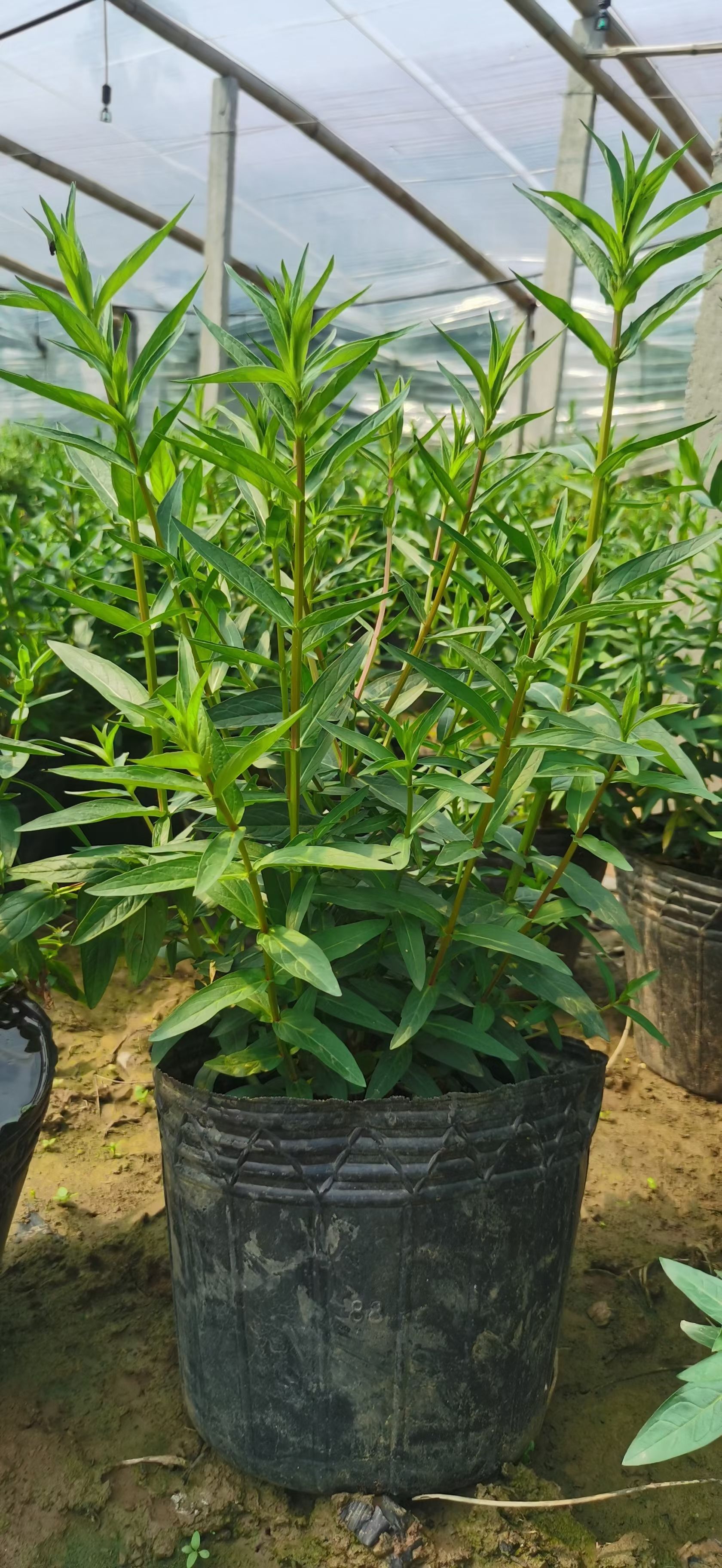  多芽千屈菜，多年生千屈菜，千屈菜大小盆