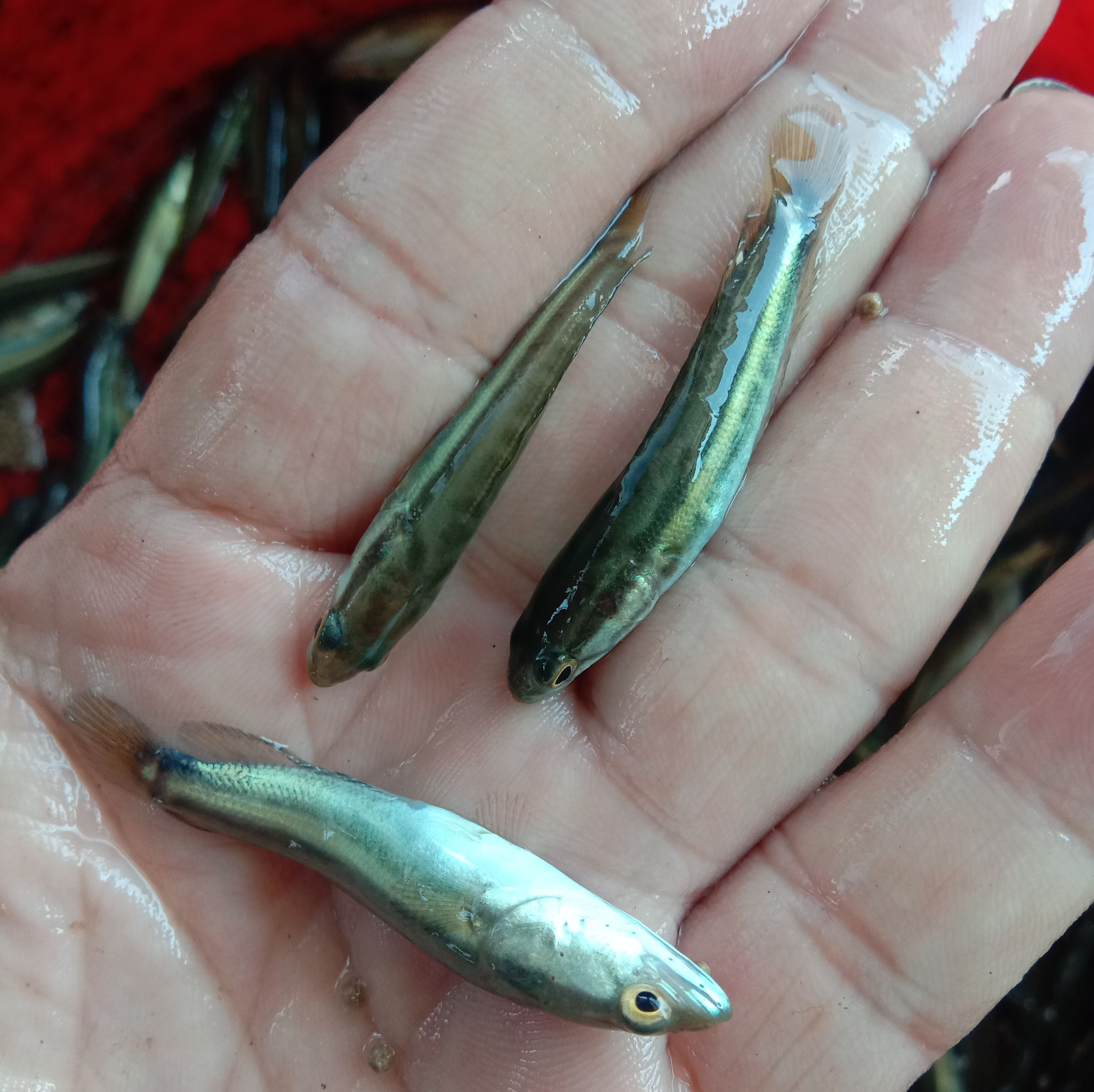 鲈鱼苗:加州鲈鱼苗，淡水鲈鱼苗驯料养殖