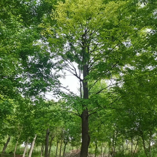 京山市小叶朴 朴树