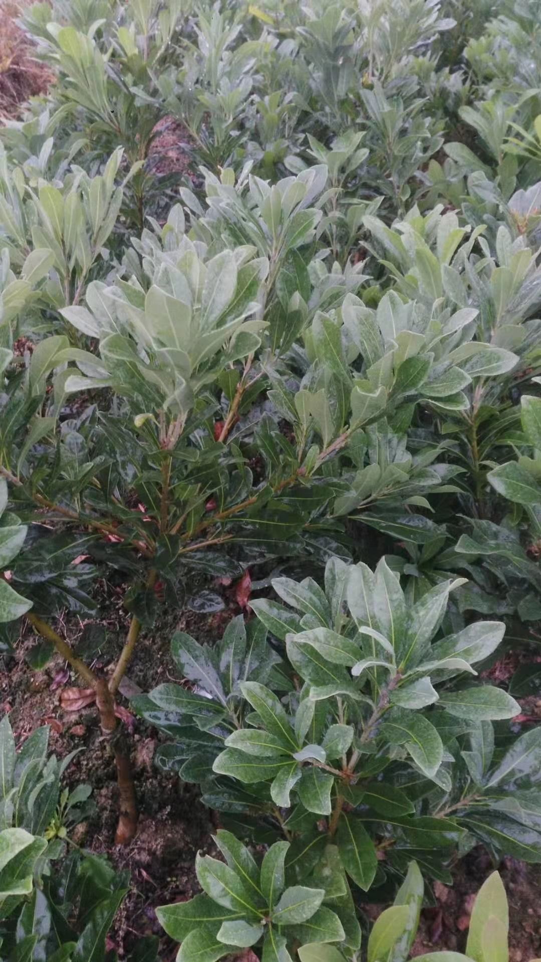 杨梅树 杨梅假植苗