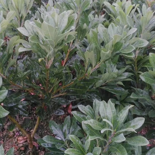杨梅树 杨梅假植苗