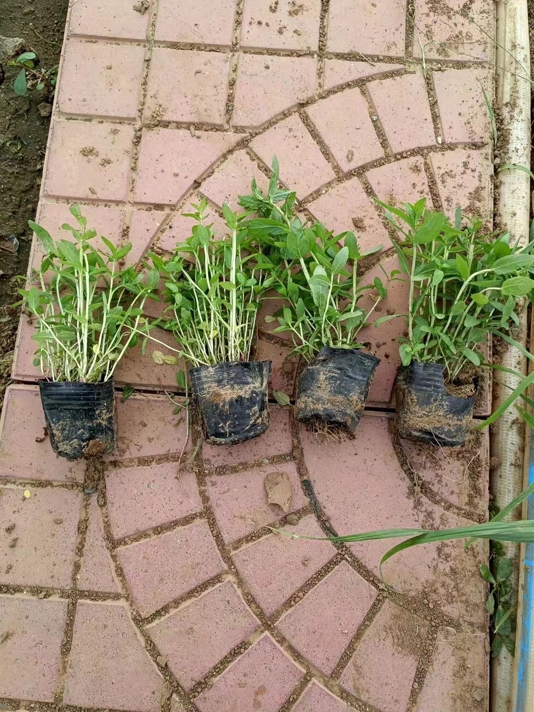  多芽千屈菜，多年生千屈菜，千屈菜大小盆