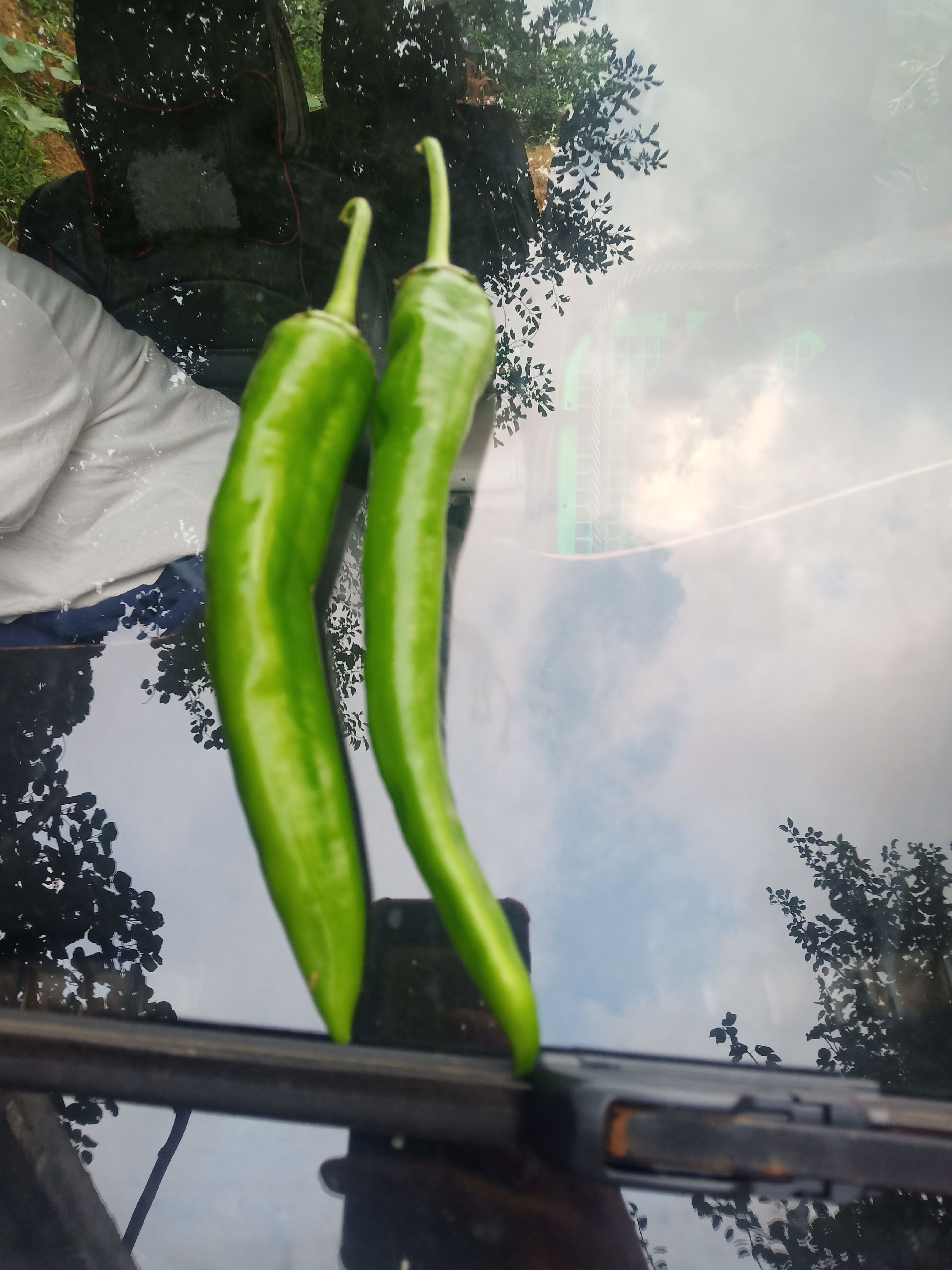 湘辣 湘叶15号大辣椒，基地直供