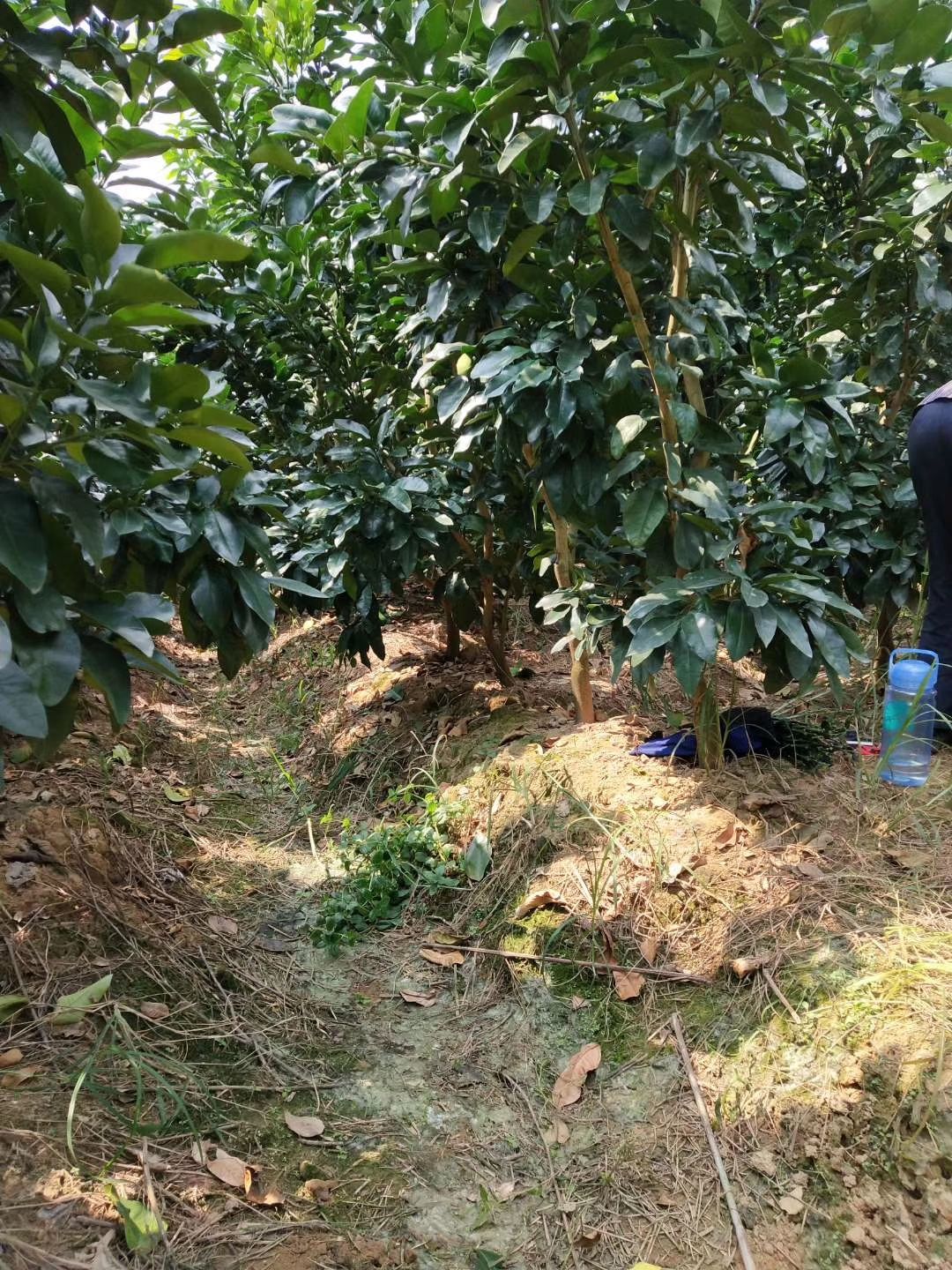 红心柚苗  带土球红肉蜜柚苗挂果苗，红肉红心柚子苗挂果树苗，