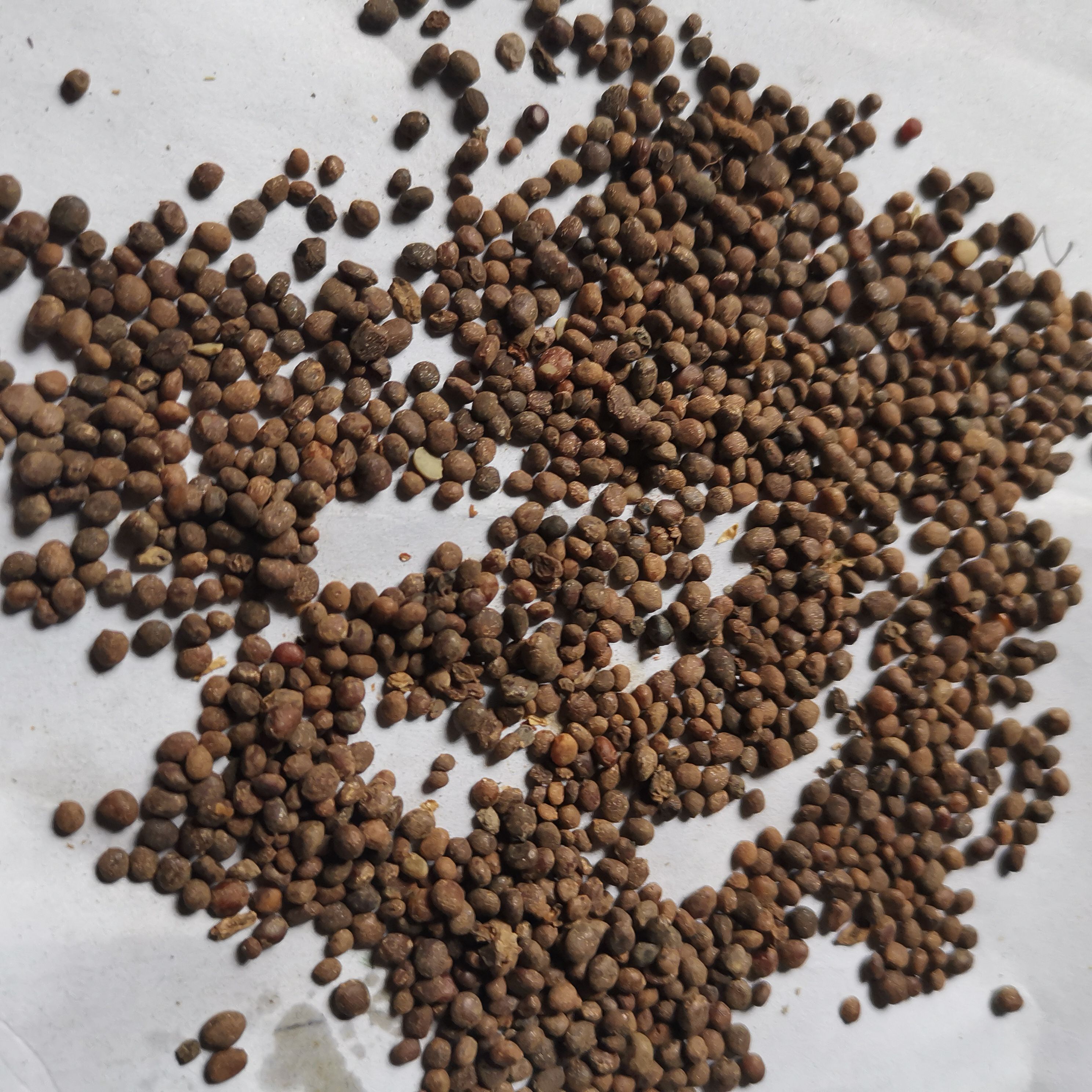 急性子种苗 急性子今年新货干净无杂500克包邮产地直供量大从