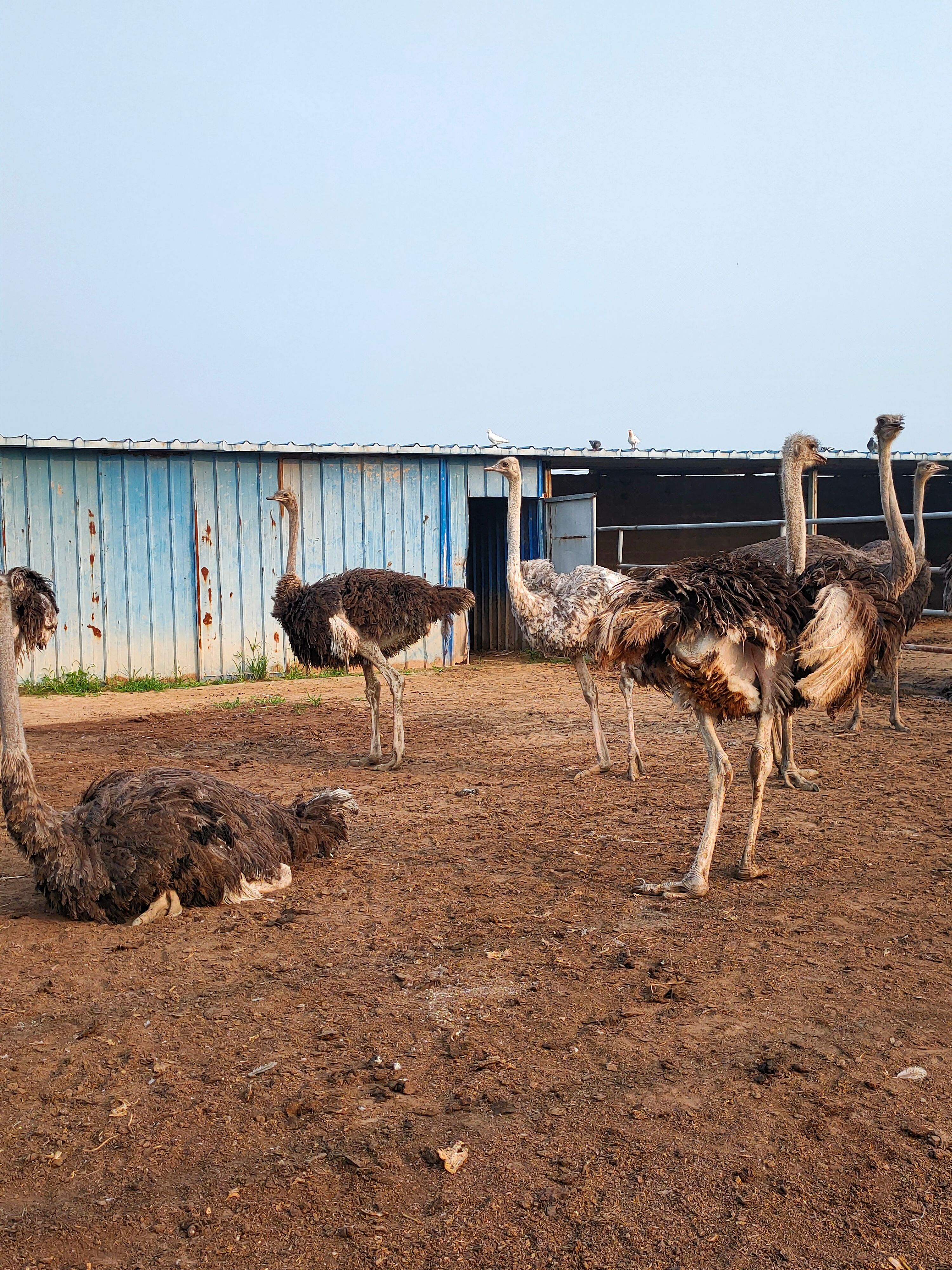 鸵鸟成年鸵鸟300斤大鸵鸟下蛋中