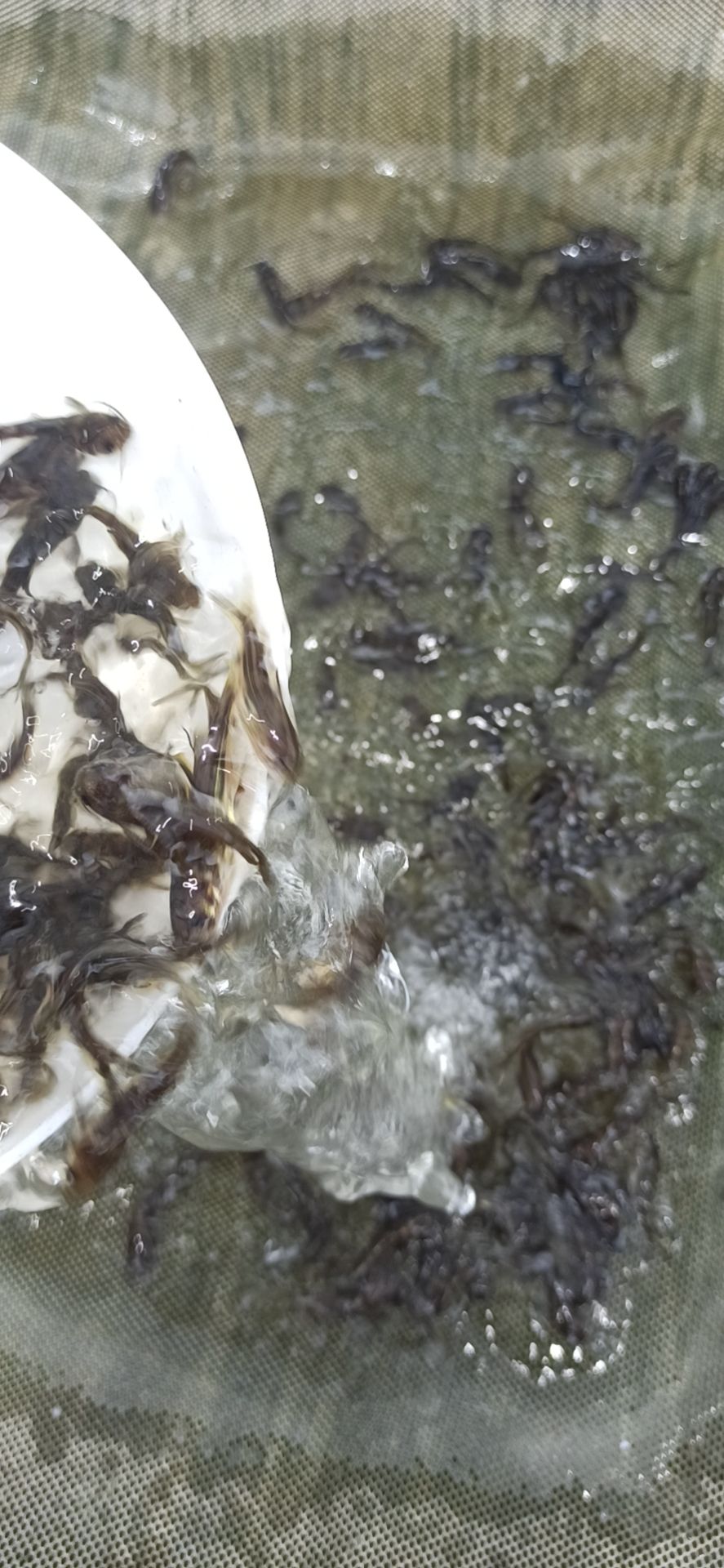 黄骨鱼苗  黄辣丁