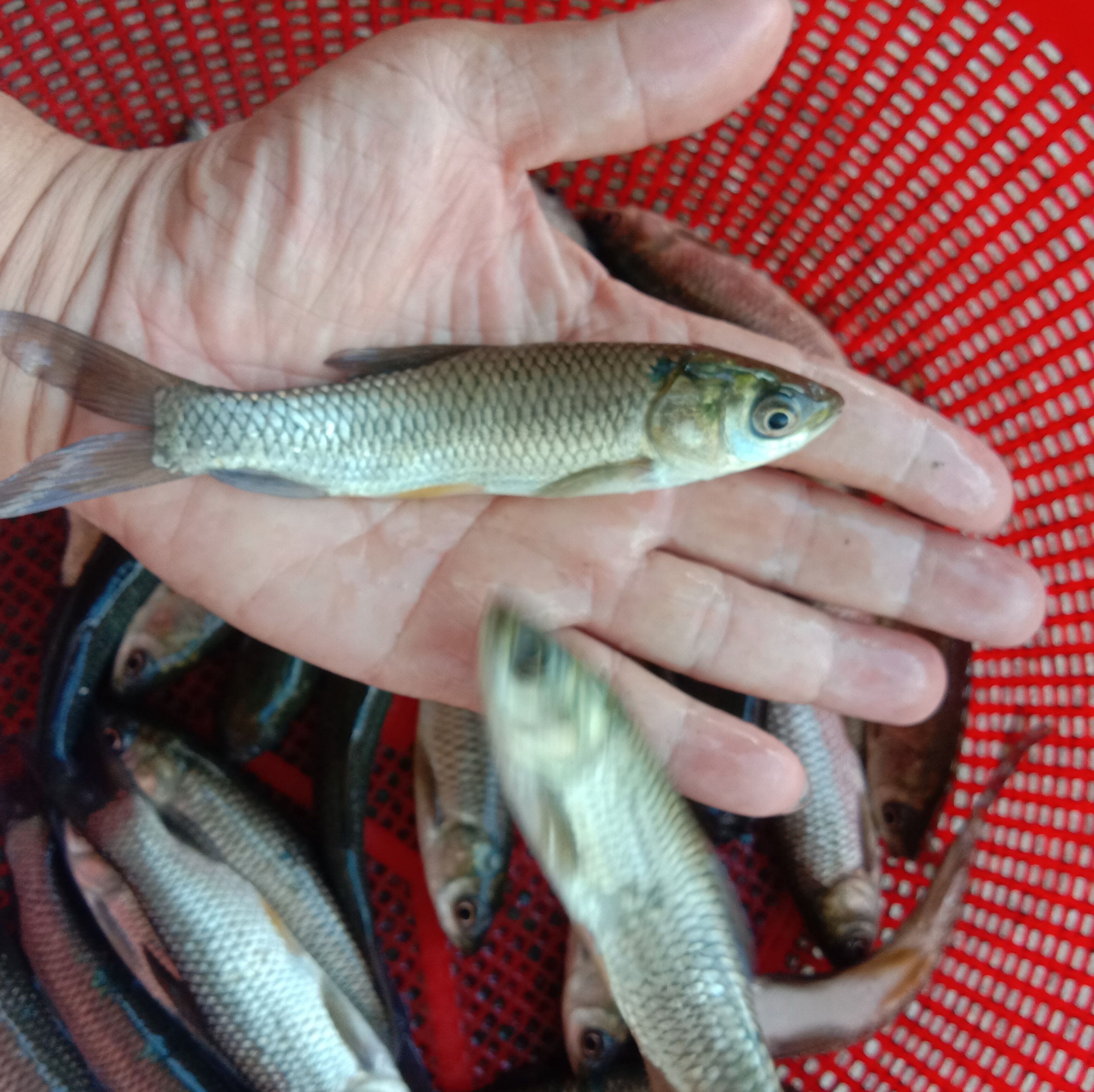 草鱼苗，草鱼、鲩鱼苗、以饲料及青料为主。