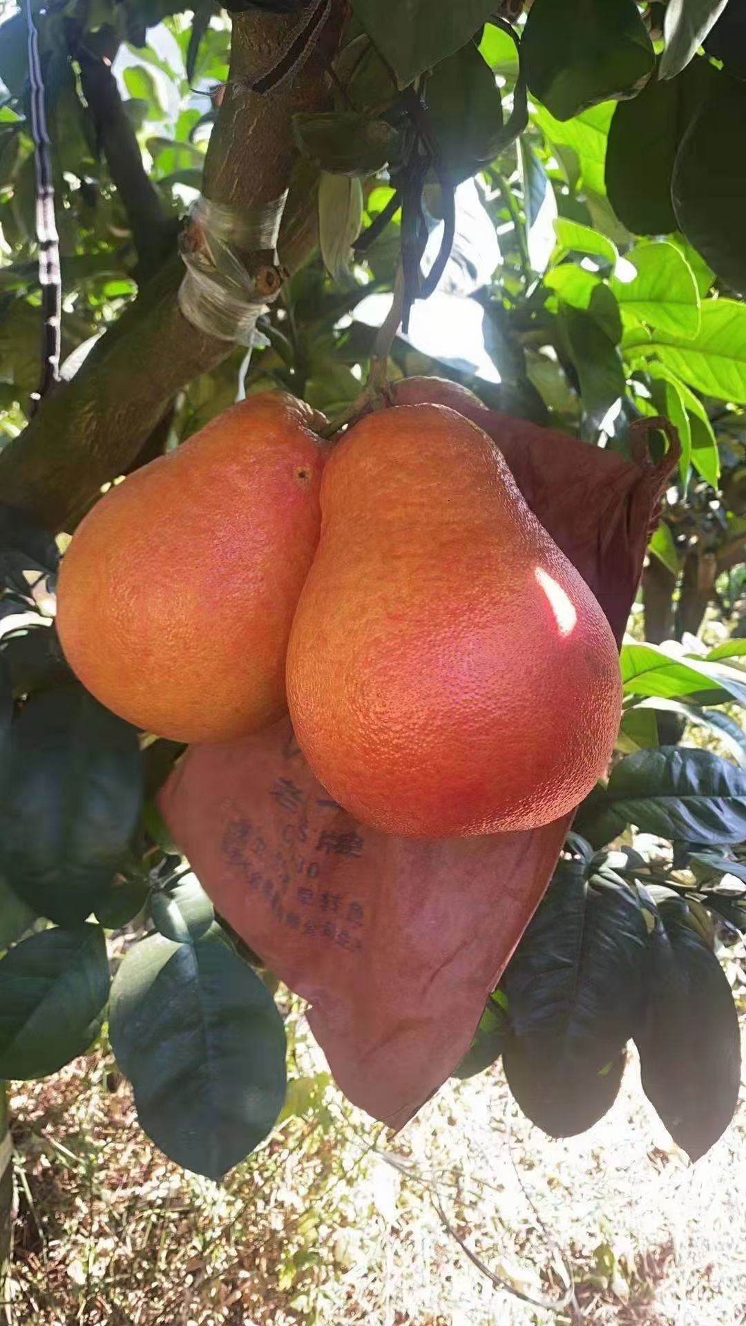 红宝石柚苗  红宝石柚子苗暹罗红柚苗带土包邮发货