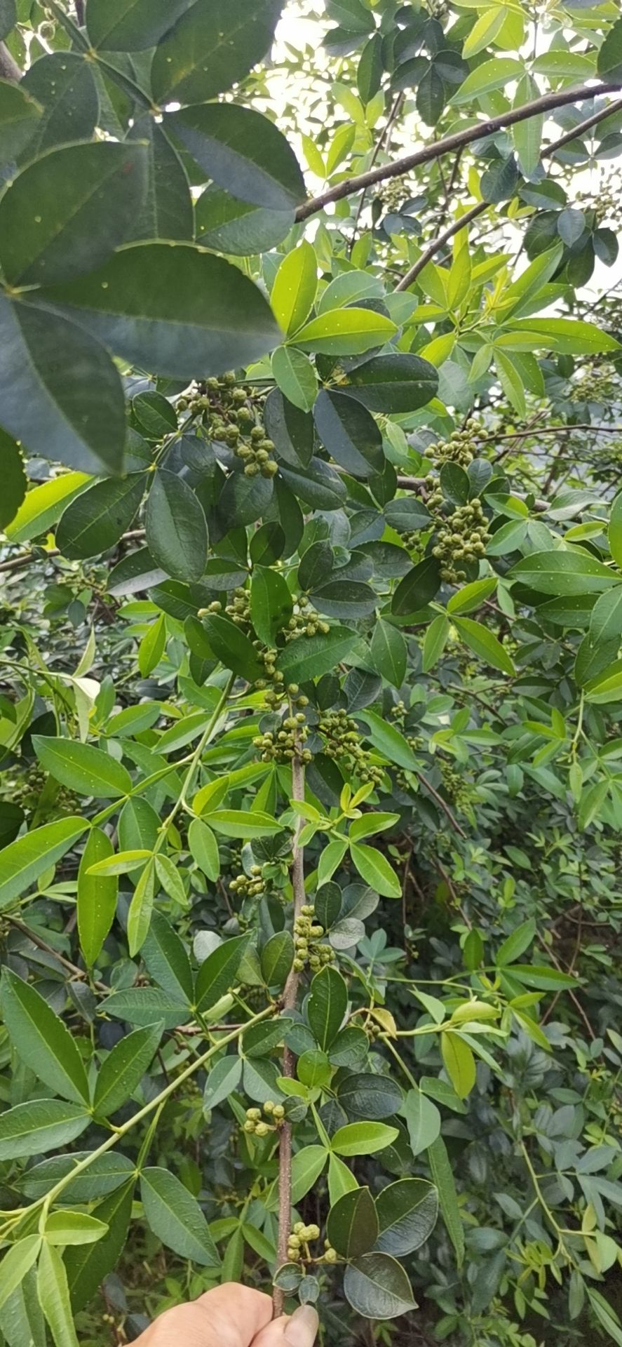 大凉山雷波青花椒