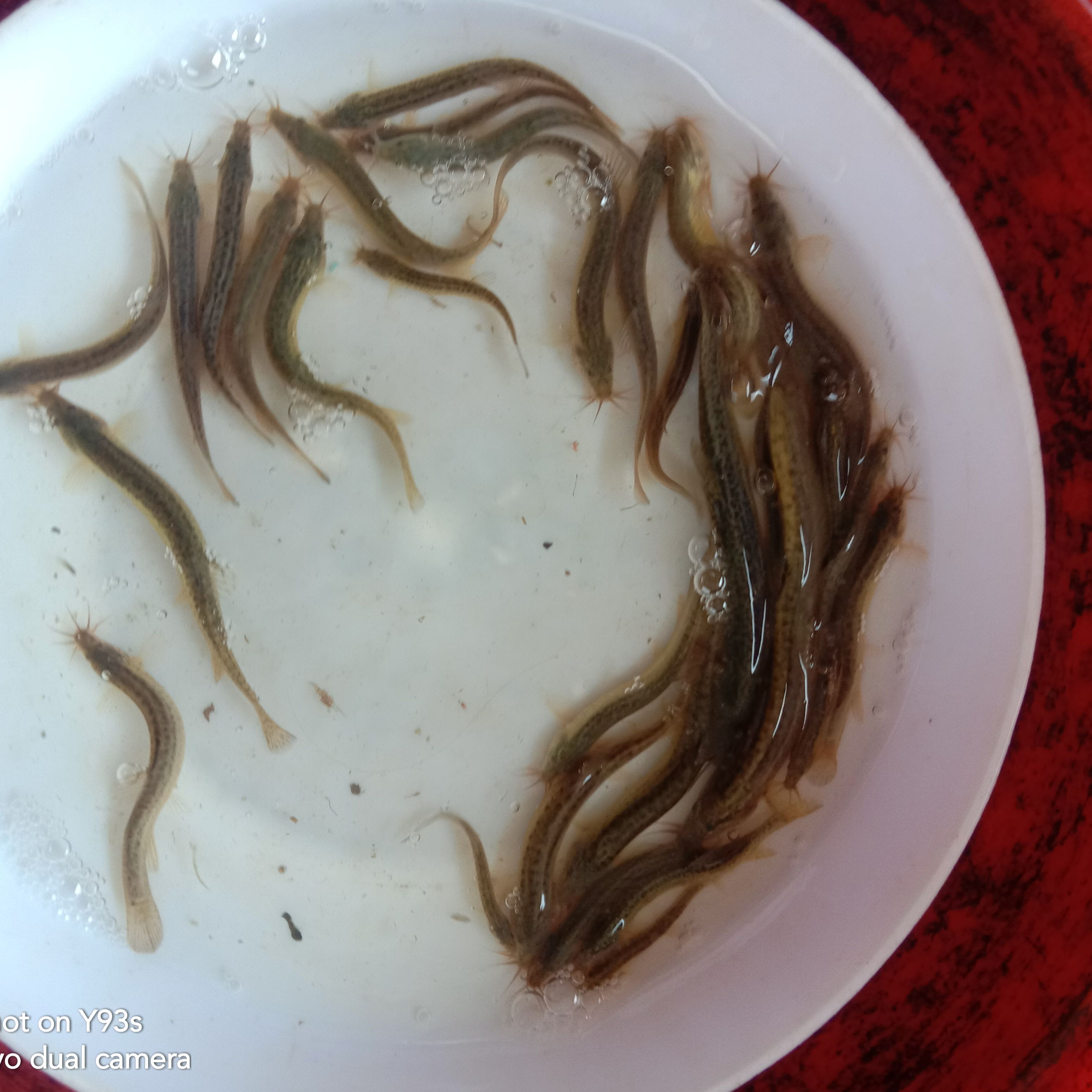 泥鳅苗  泥鳅，高密度饲料养殖，易养。