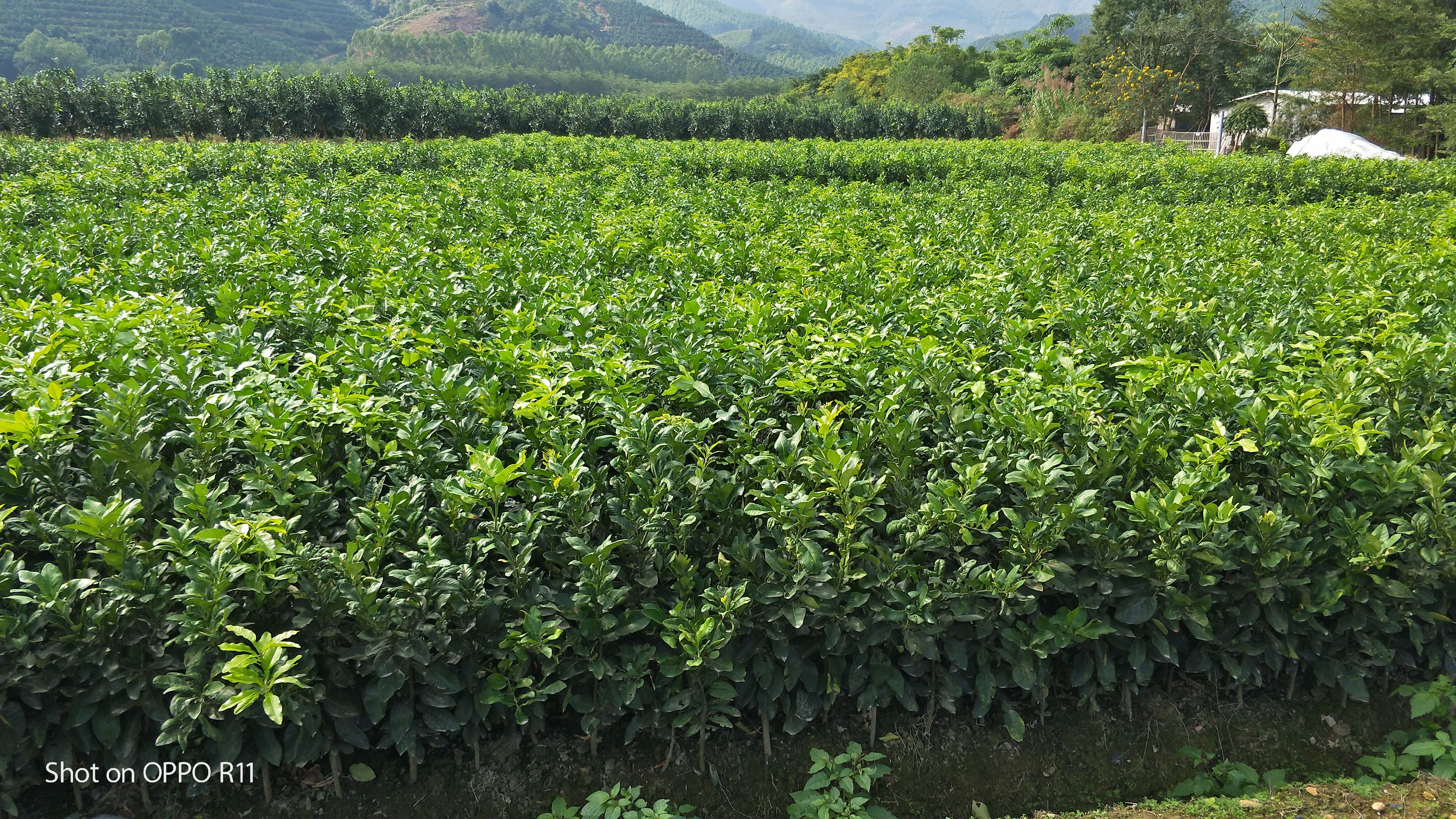 三红蜜柚苗，三红红肉蜜柚苗，大三红柚苗，福建平和直销