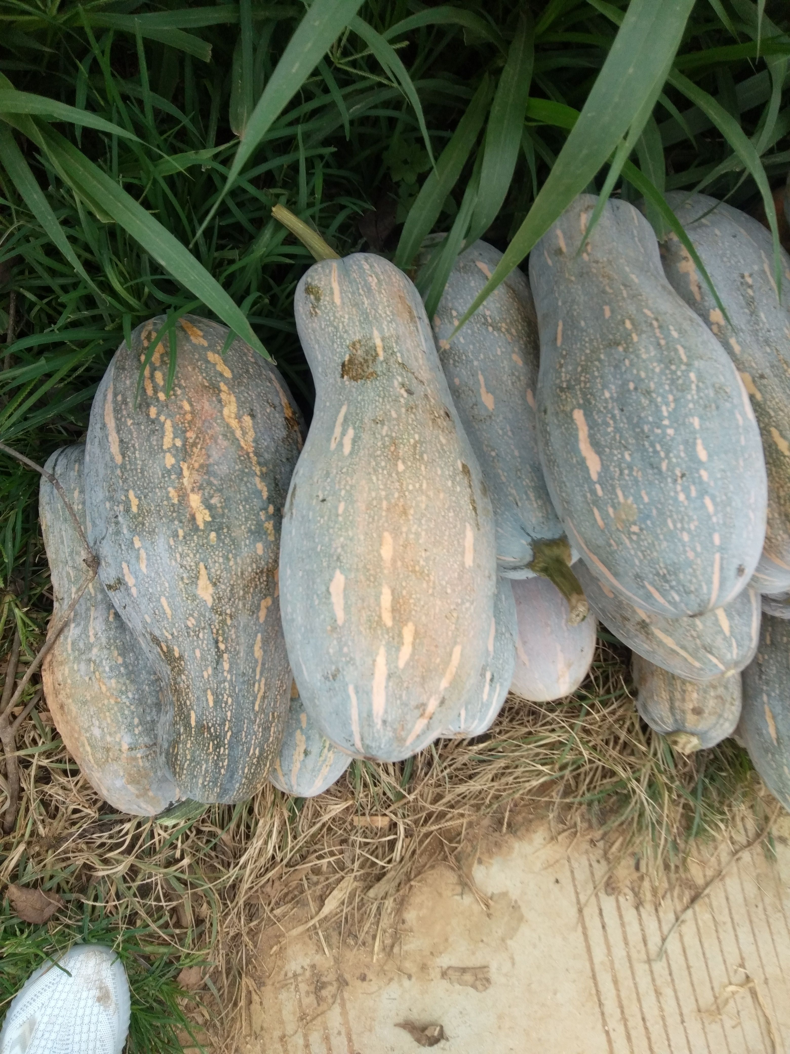 蜜本南瓜 善洲南瓜，杨善洲生前最爱吃的，贫困山区农民种植的