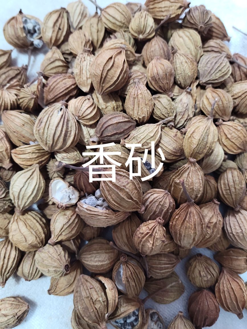 香砂 香砂果 产地直销，干度好 含量高 诚信经营，假一赔十