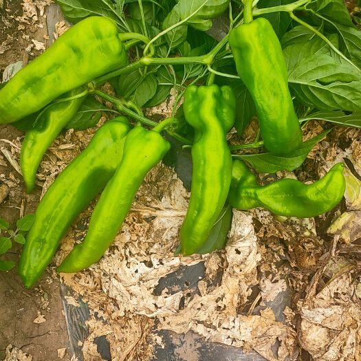 翁牛特旗牛角椒 内蒙古自治区赤峰市翁牛特旗 