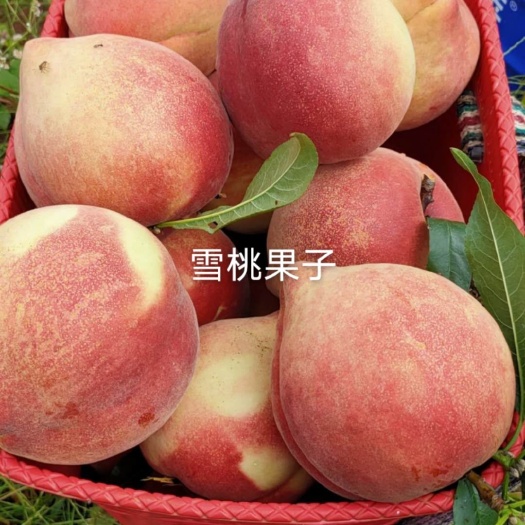 玉龙县雪桃苗    丽江雪桃苗  云南雪桃苗