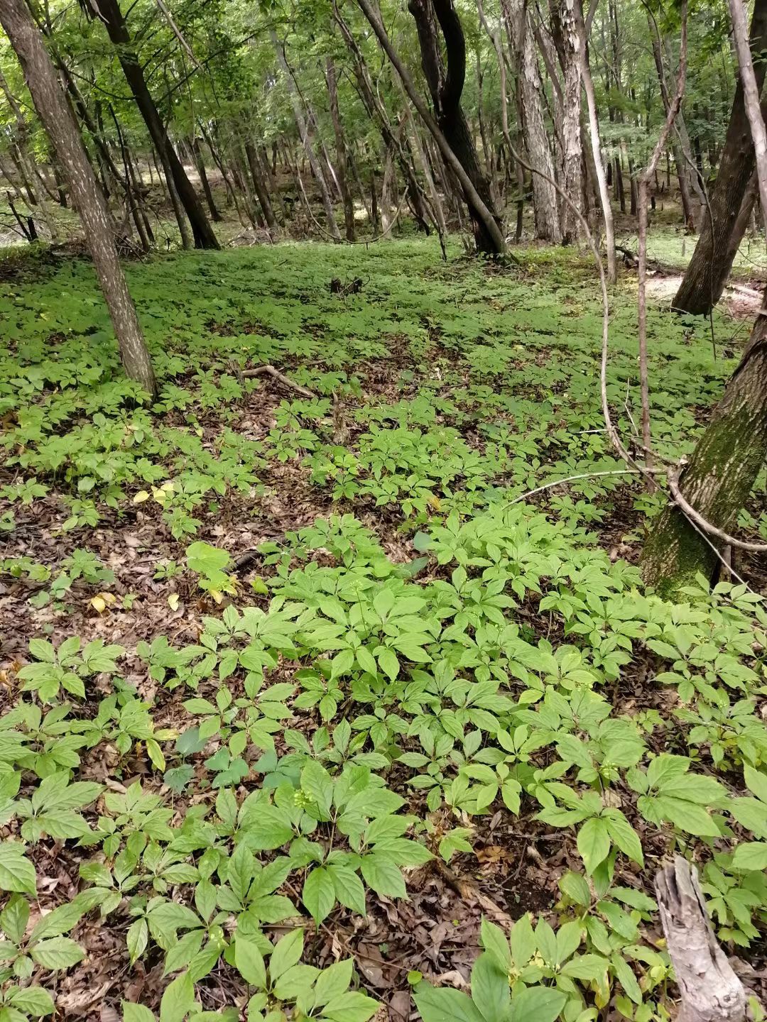 山参  林下参，大片林下参19年，桓仁林下参大量供应