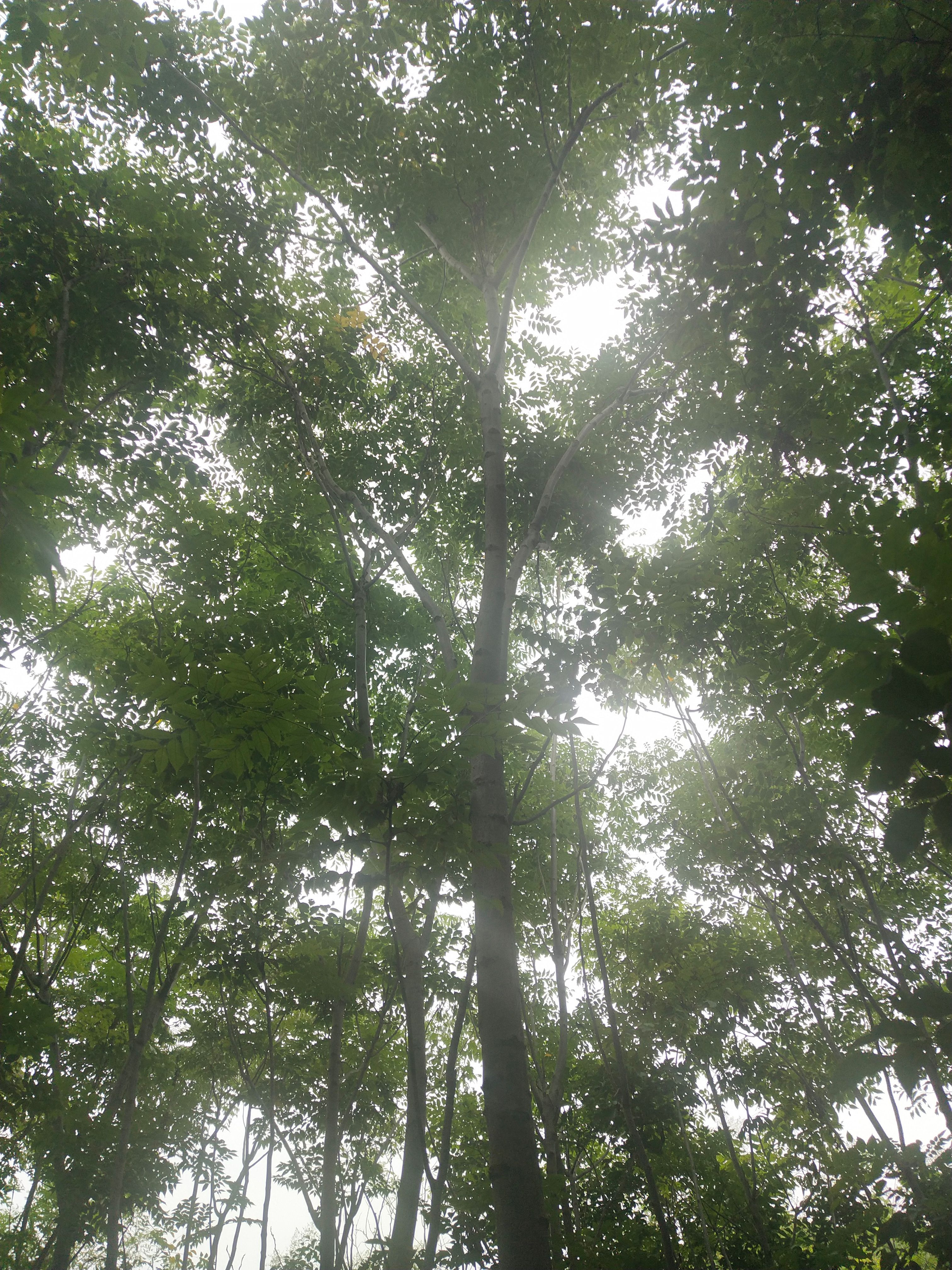 黄山栾树  栾树，2－12公分，价格便宜