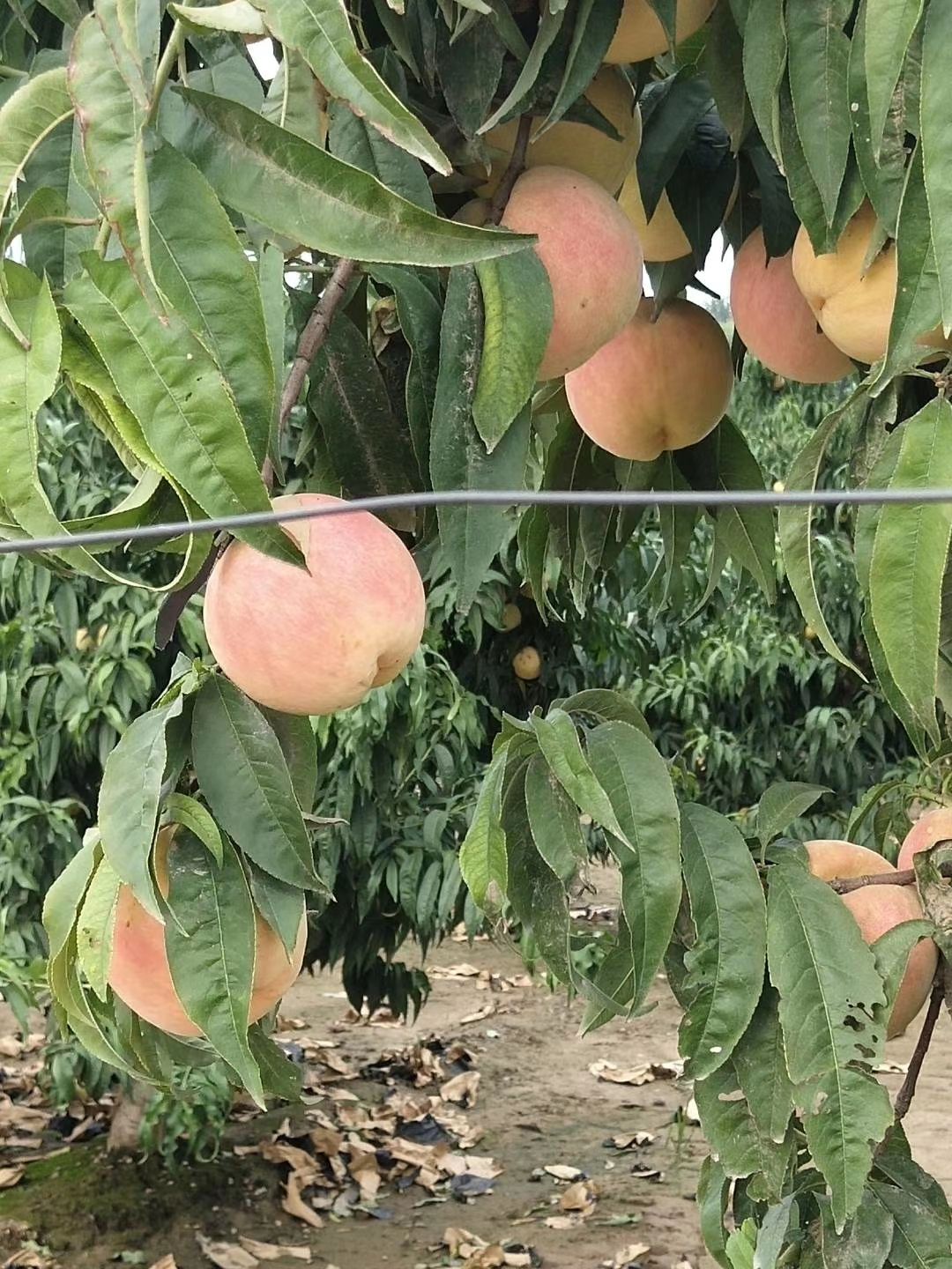 永莲蜜桃上市了，不需要代办费，欢迎采购