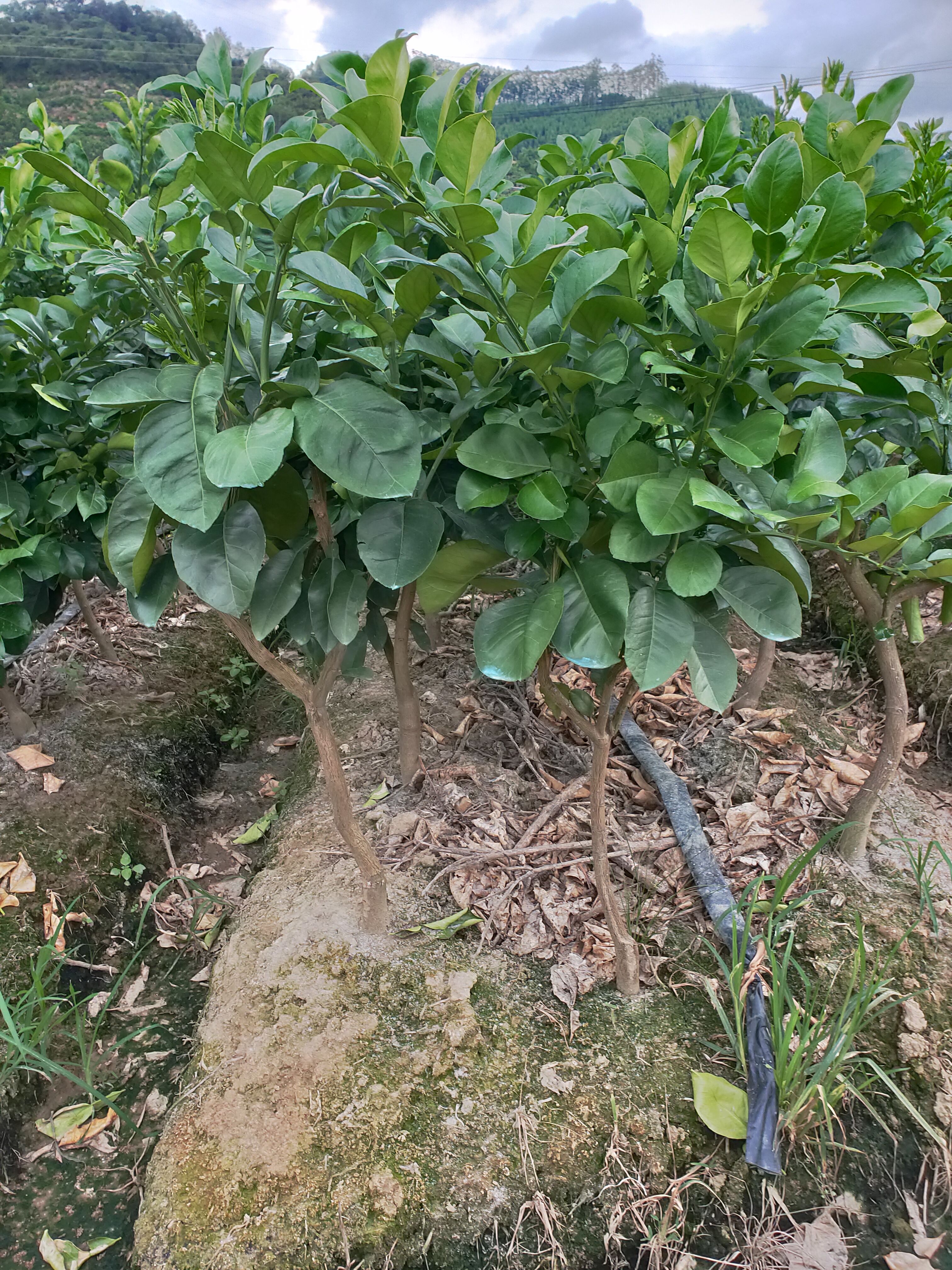 暹罗柚苗  泰国暹罗红柚苗，基地直销，批发出售，泰国红柚苗