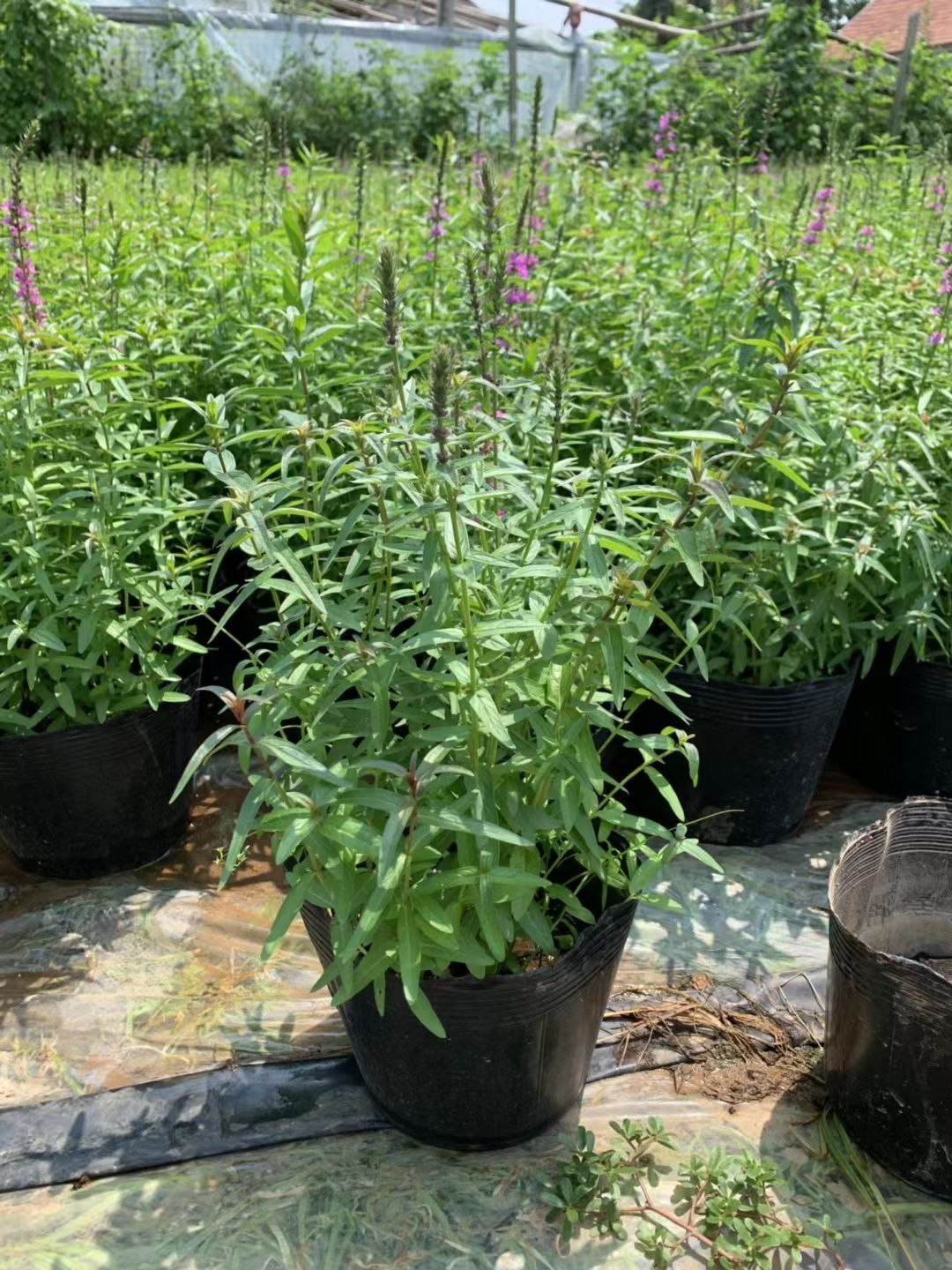  多芽千屈菜，多年生千屈菜，千屈菜大小盆