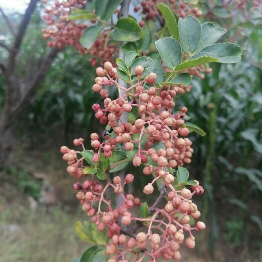 平山县大红袍花椒 河北省石家庄市平山县 二级 鲜花椒 