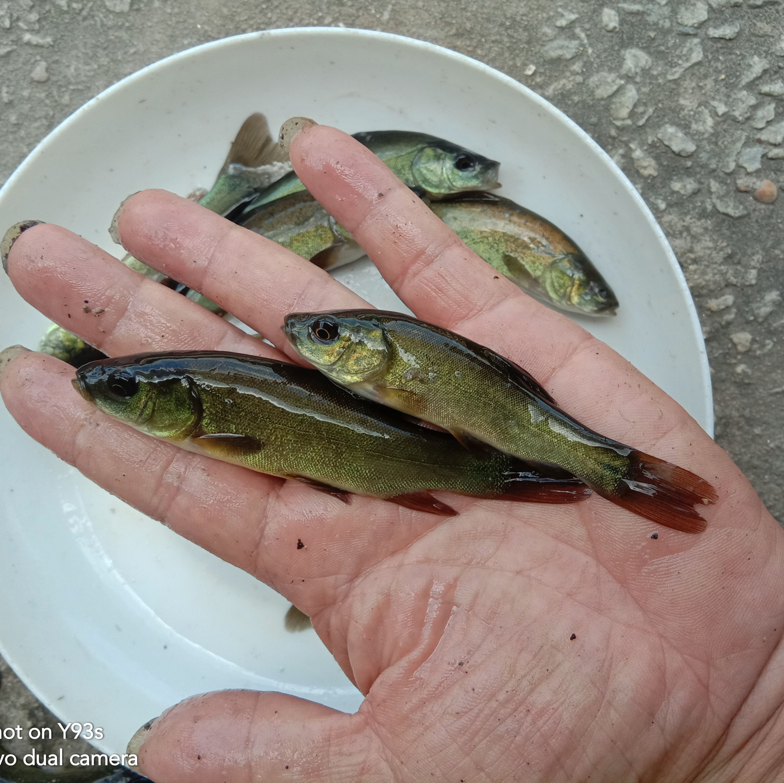 丁桂鱼苗，好养人工饲养且肉质好！