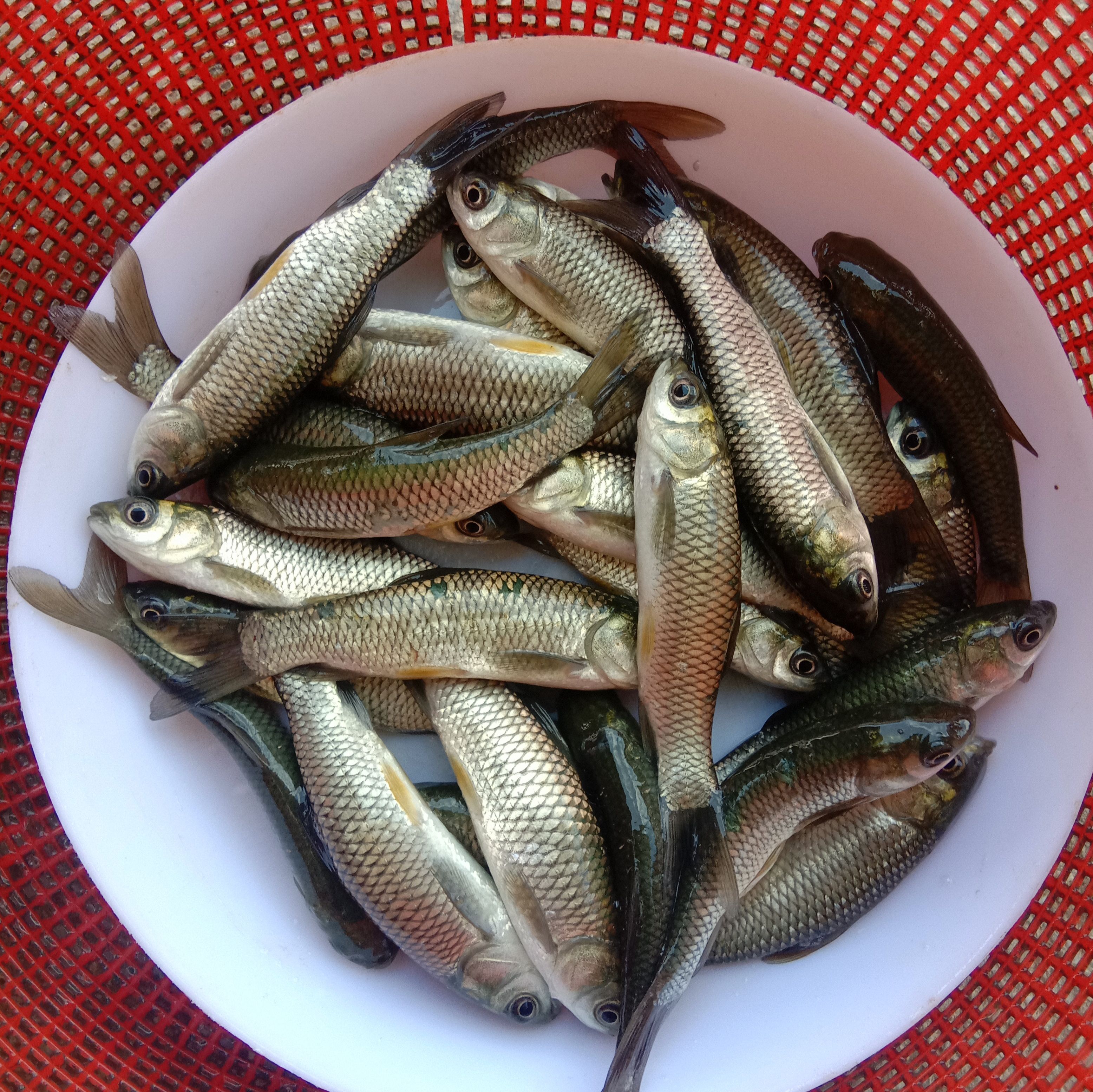 草鱼苗，草鱼、鲩鱼苗、以饲料及青料为主。