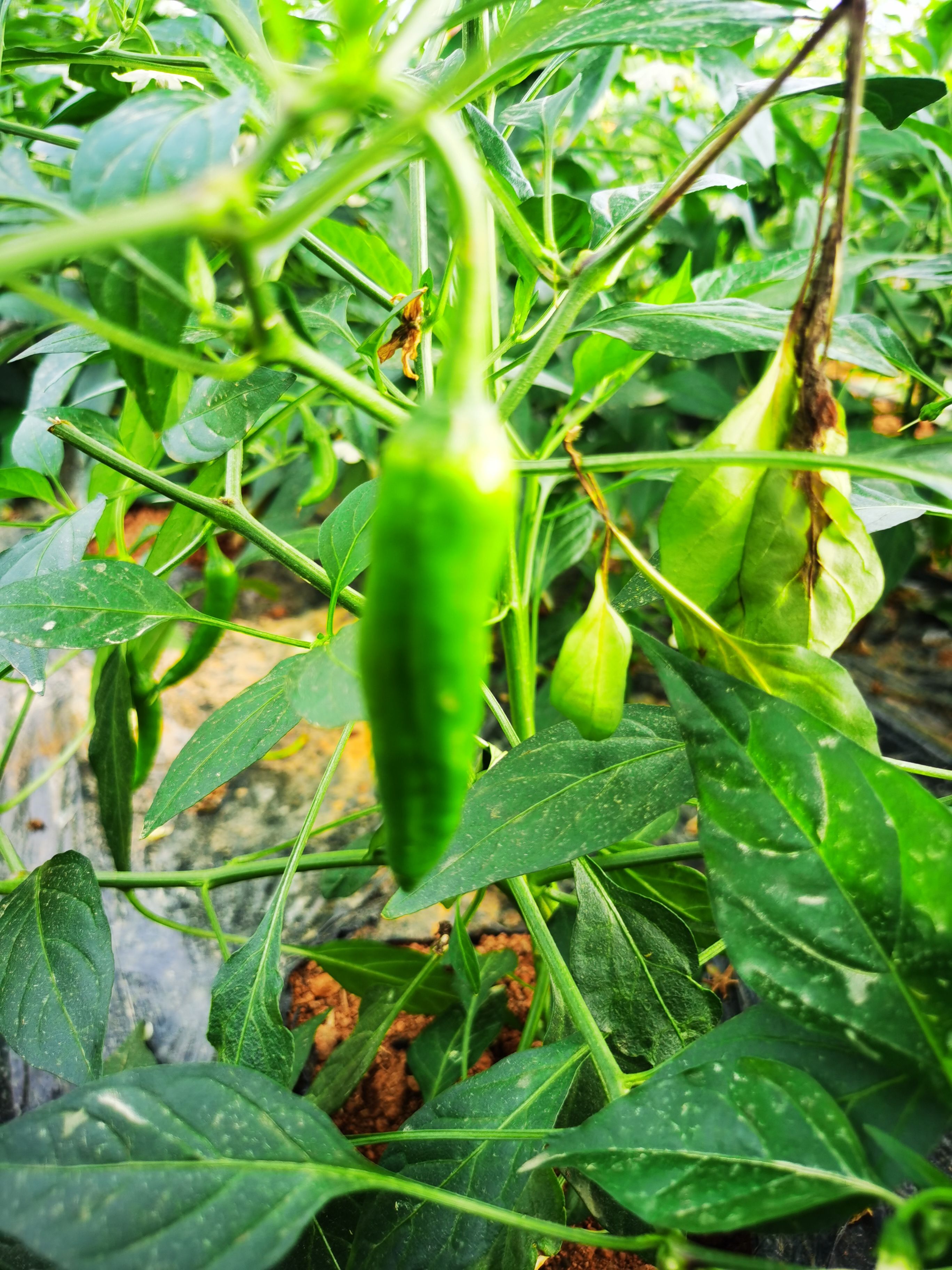 樟树港辣椒湖南特产原产地直销