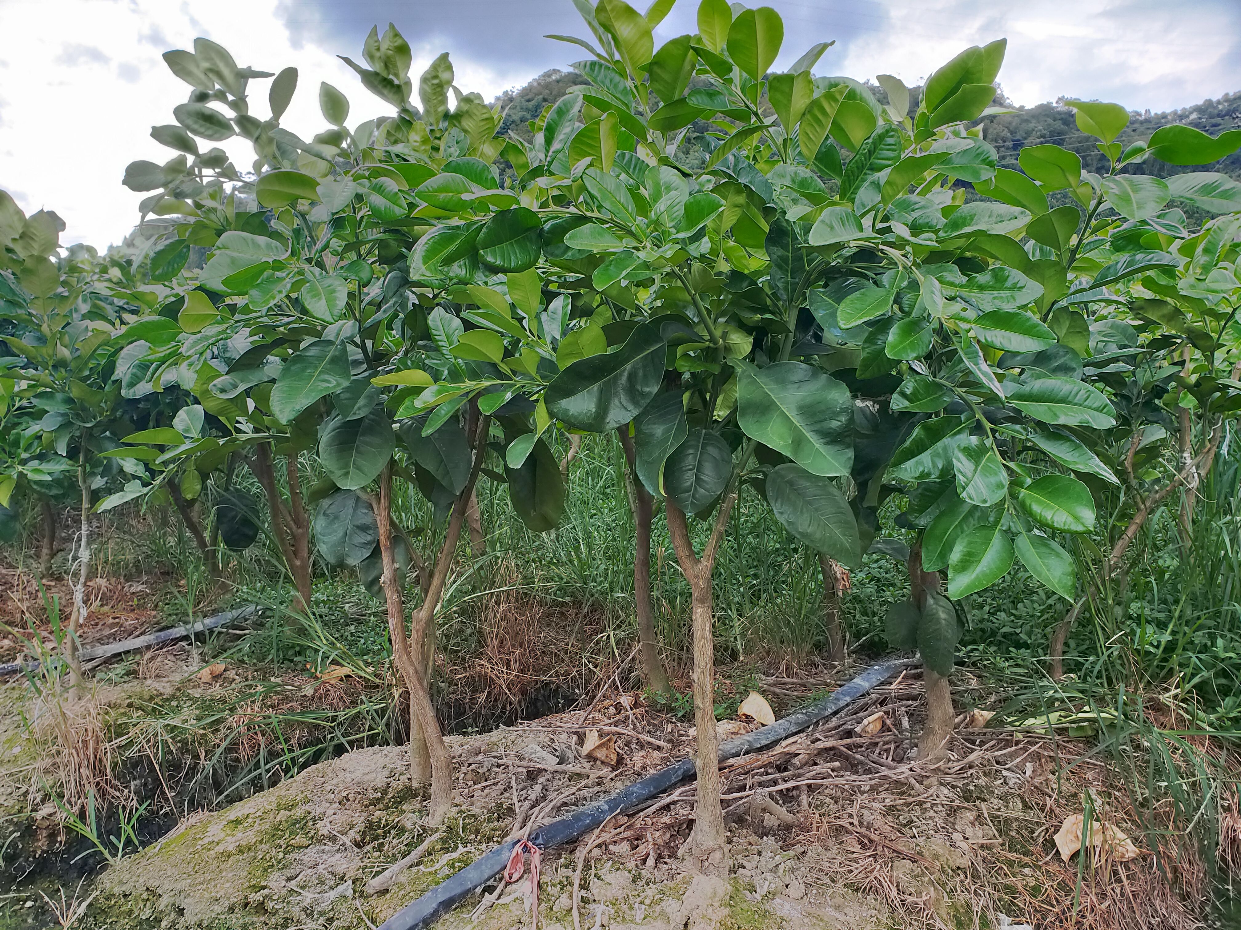 泰国红宝石柚苗  泰国青柚苗，泰国青柚苗，泰国红心青柚苗，青