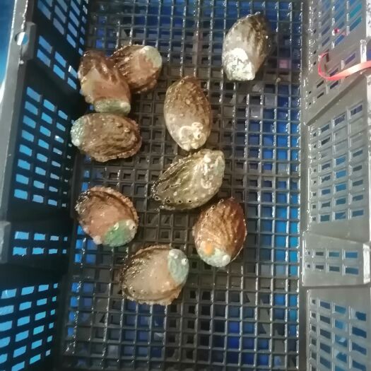 连云港新鲜鲍鱼