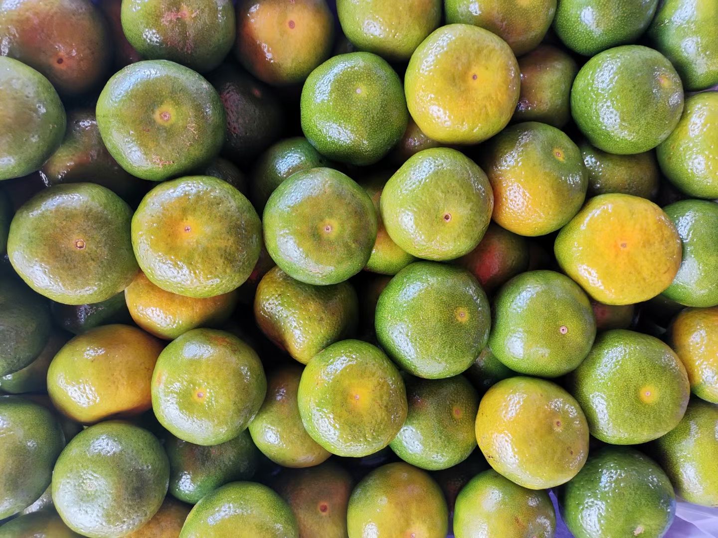 蜜桔 云南蜜橘  好吃不酸