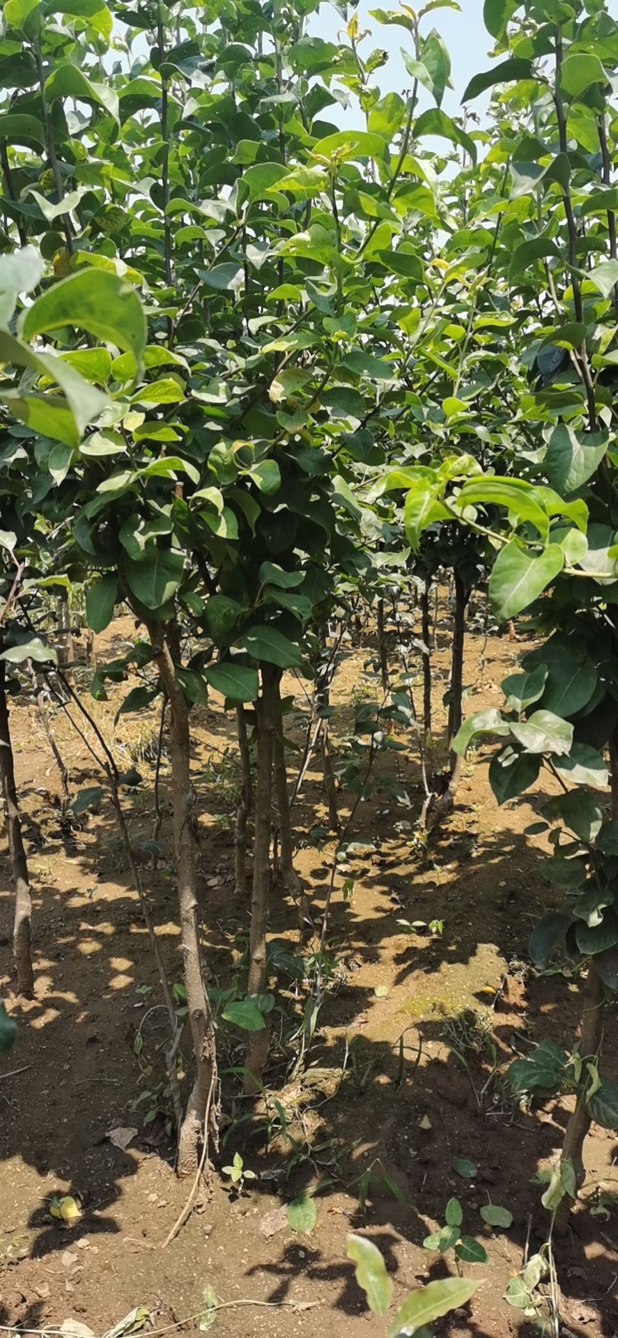  玉露香梨树苗，1-6公分梨树苗，放心苗