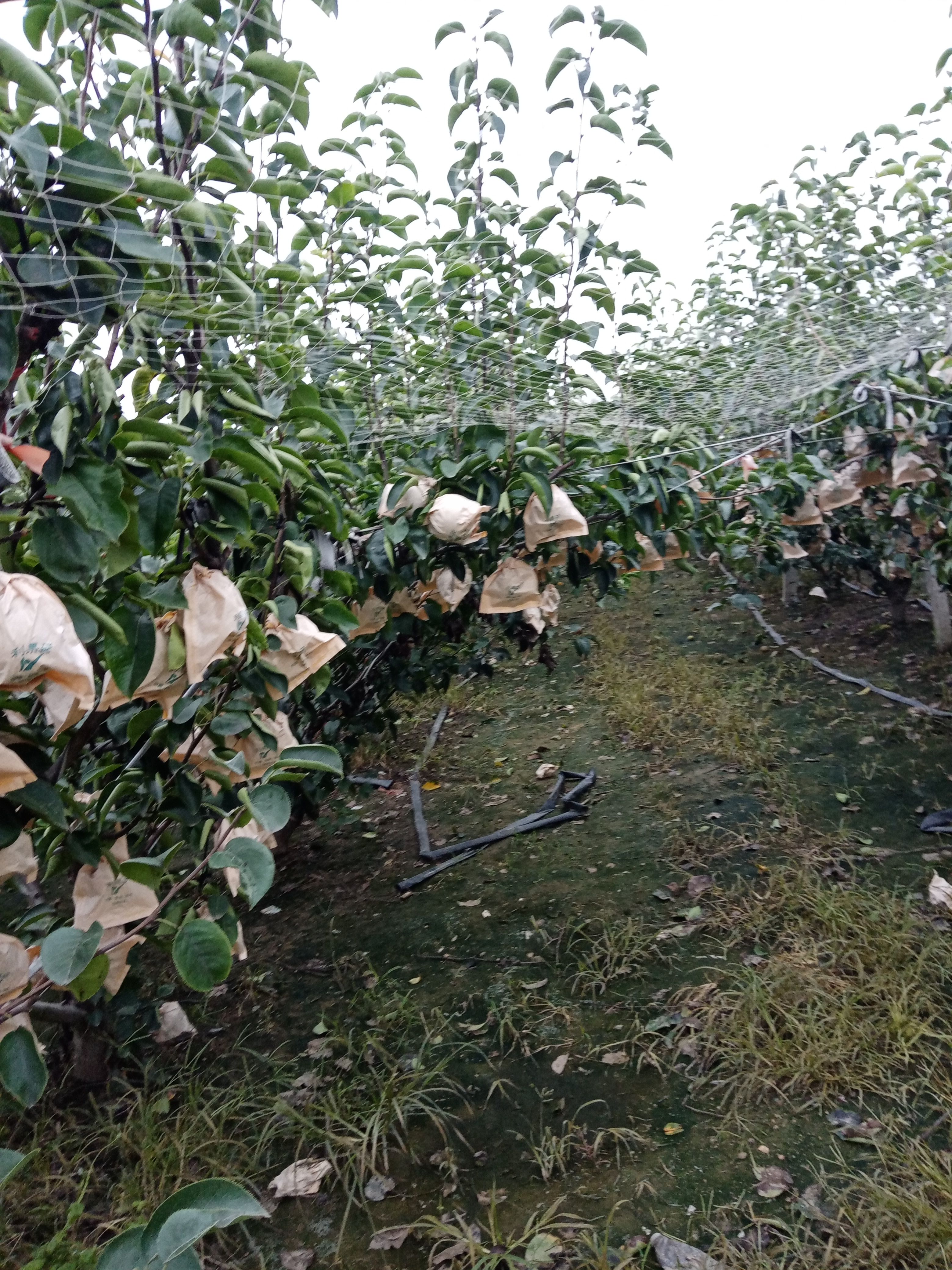  秋月梨，南水梨，华山梨。