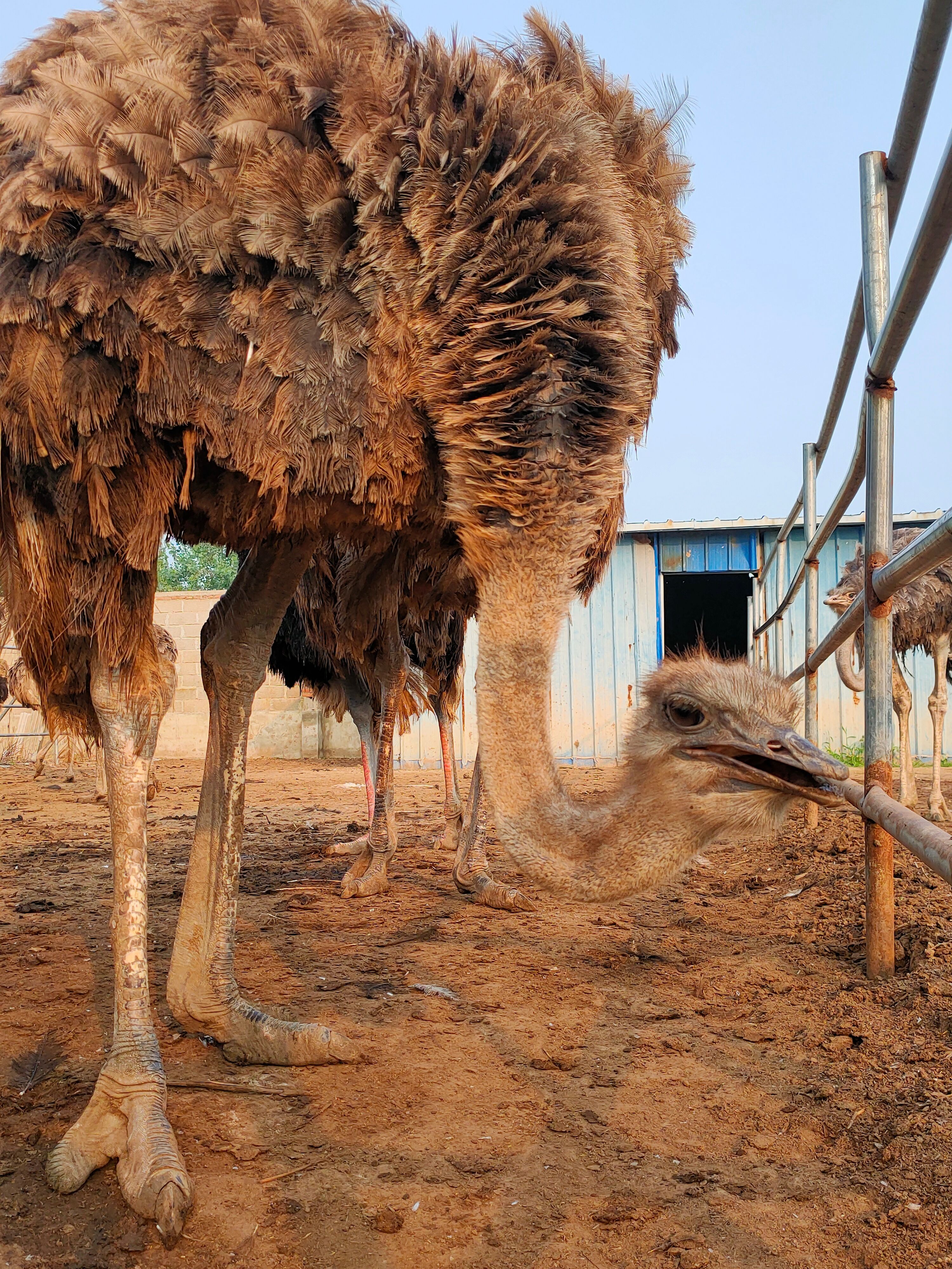 鸵鸟成年鸵鸟300斤大鸵鸟下蛋中
