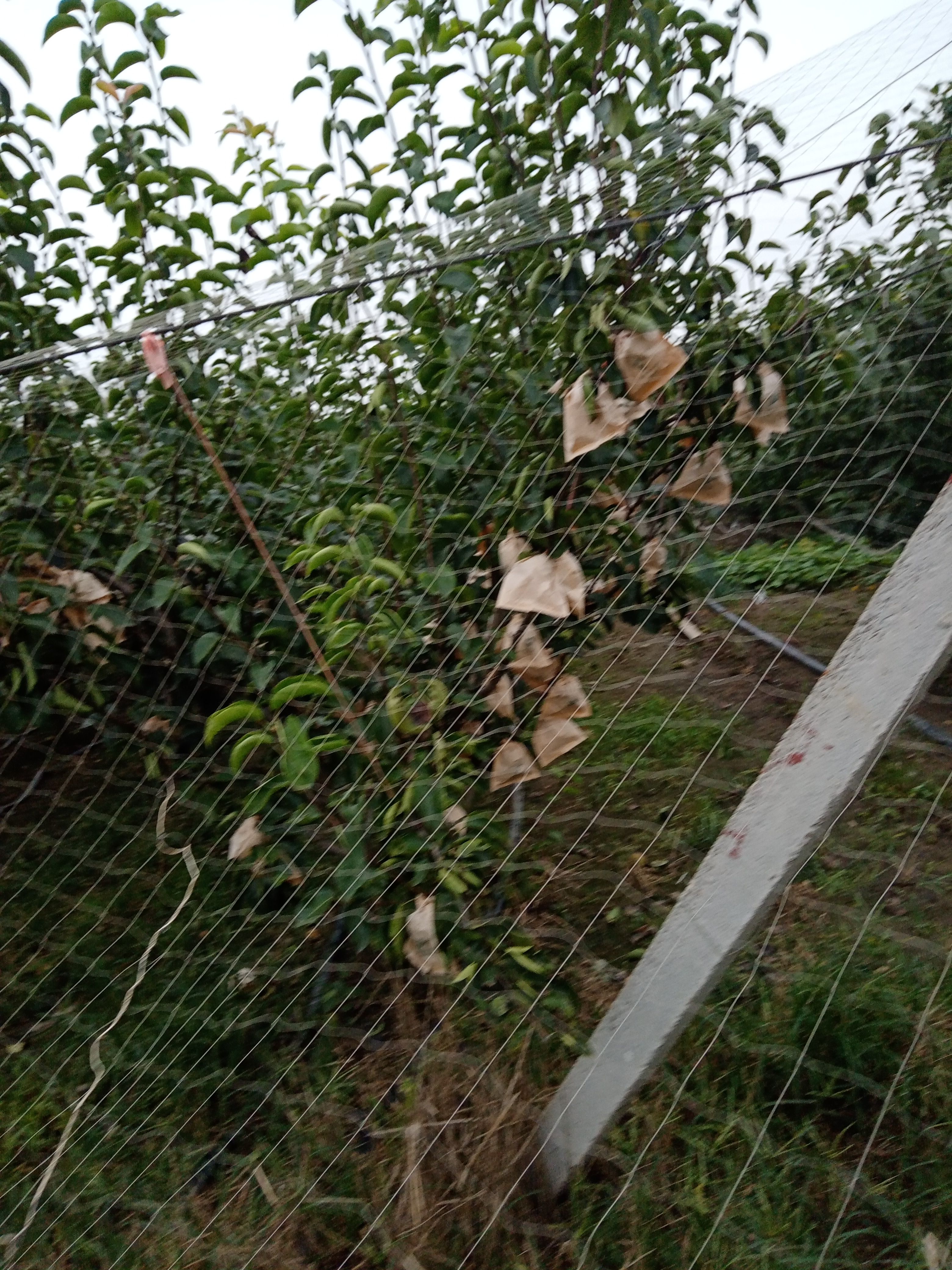 秋月梨，南水梨，华山梨，面积大质量好无病虫害，科学管理。