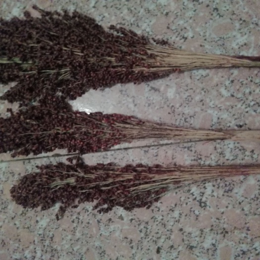 甘蔗  甜杆甜芦粟米