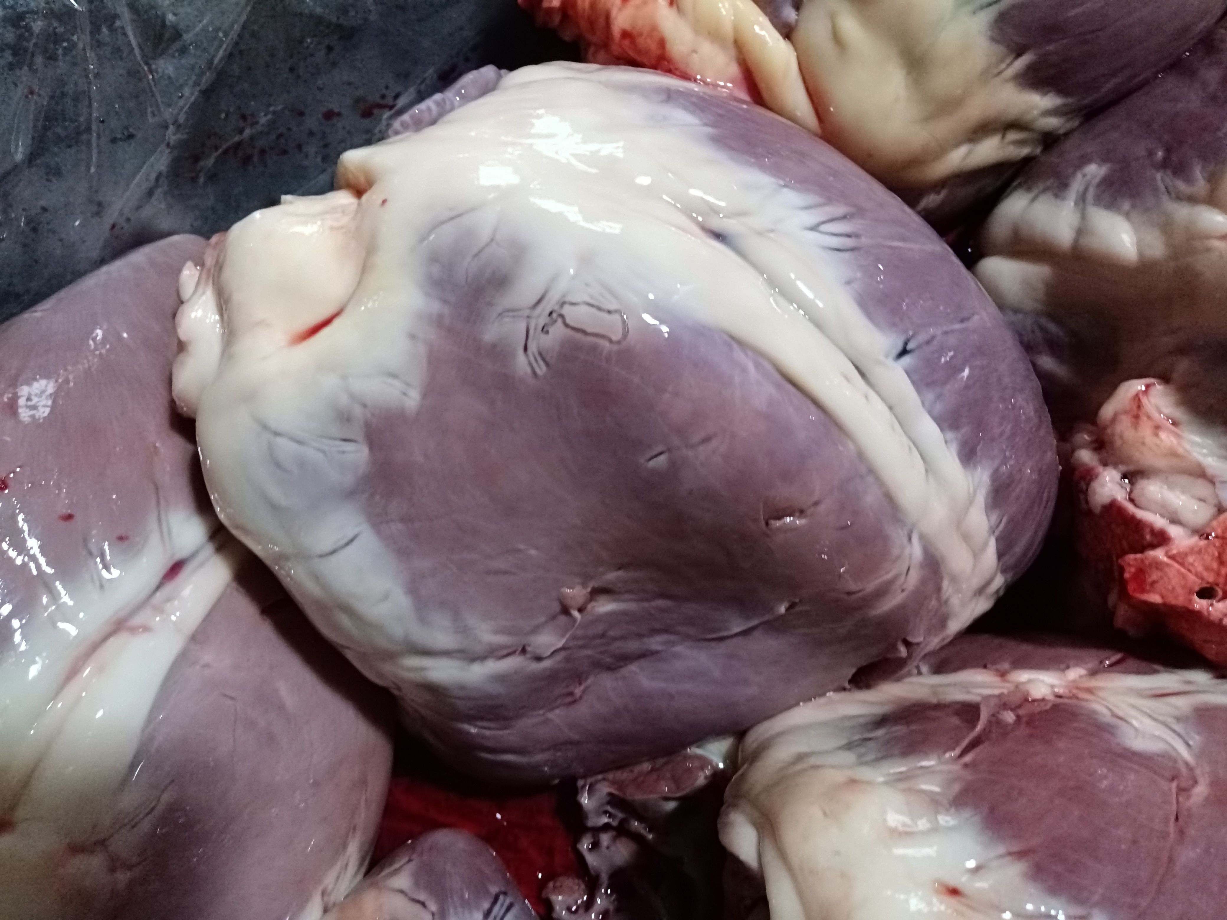  新鲜驴心@驴心现宰干净颜色质量好@鲜驴心山东基地直供