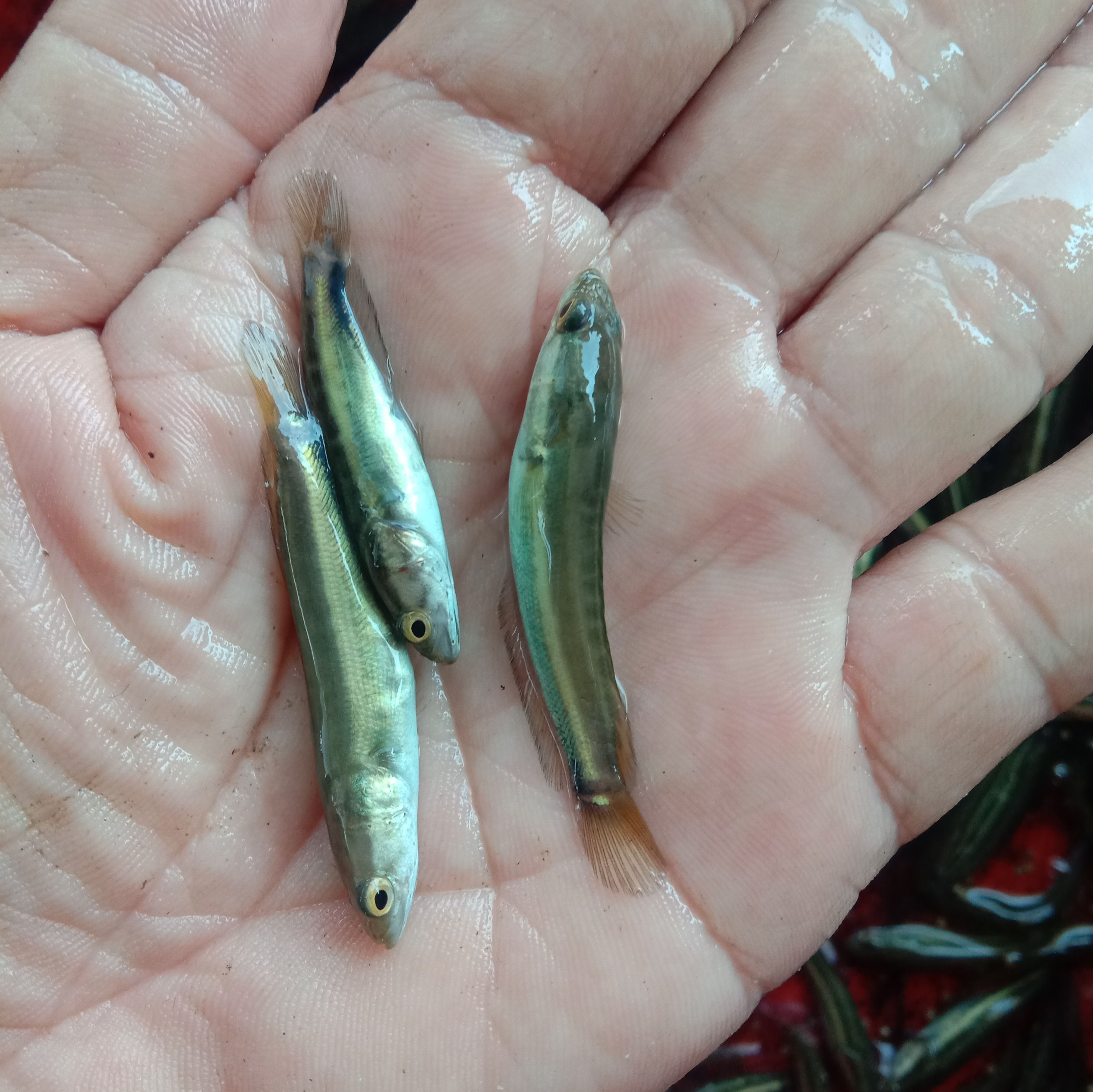 鲈鱼苗:加州鲈鱼苗，淡水鲈鱼苗驯料养殖