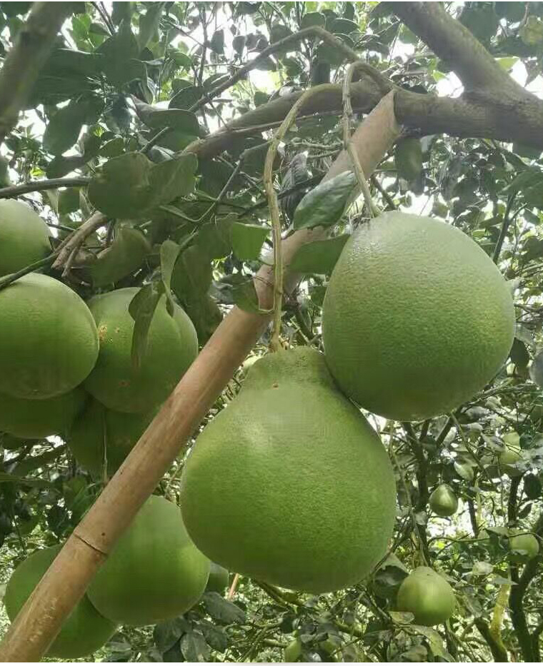 带土球泰国红宝石柚苗，带土球红宝石青柚苗，红宝石柚苗挂果树苗