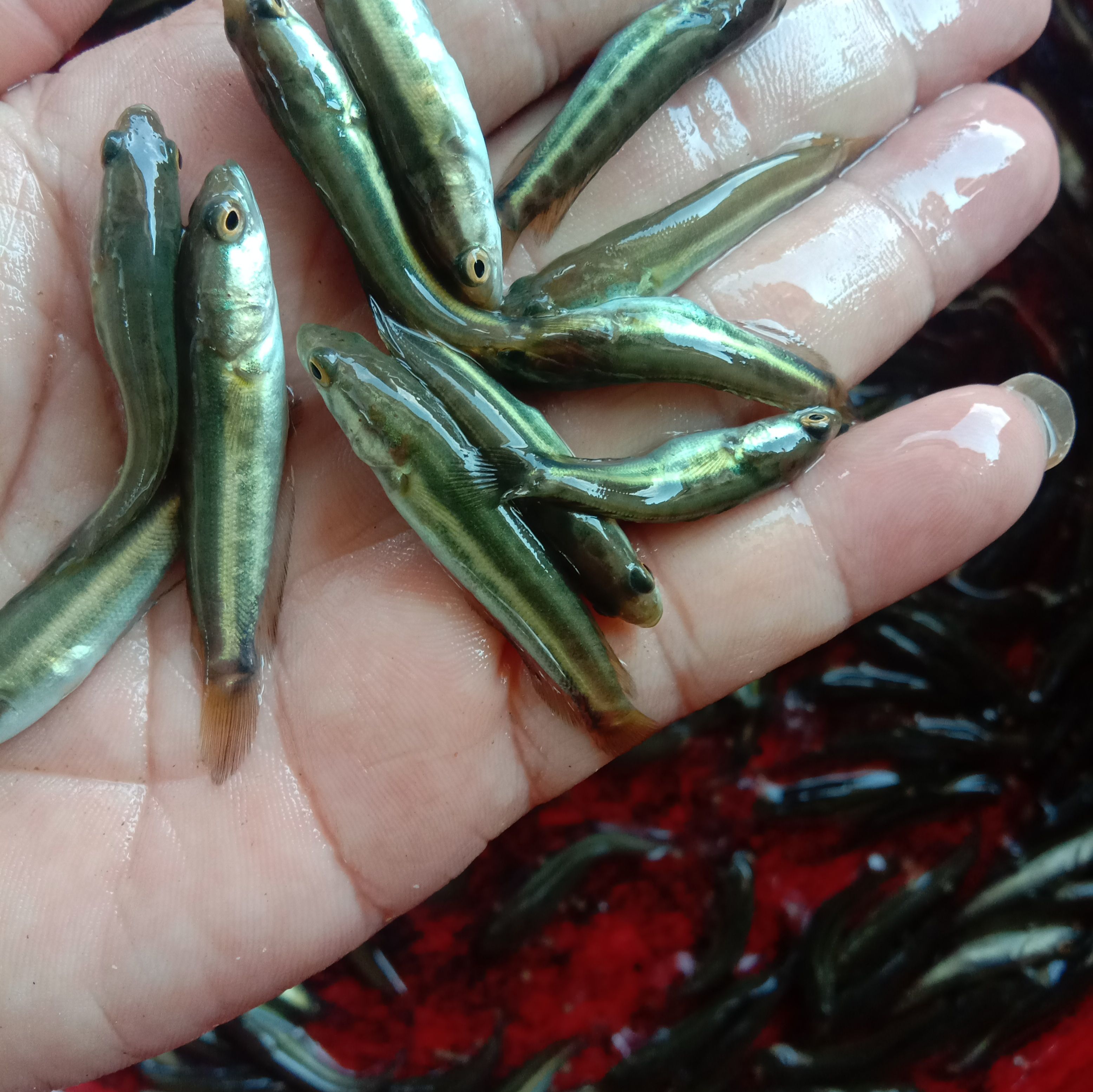 鲈鱼苗:加州鲈鱼苗，淡水鲈鱼苗驯料养殖