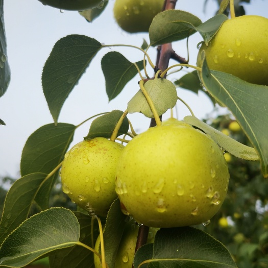 北京北京京白梨，雪花梨，红肖梨，苹顶香，子母梨，广梨