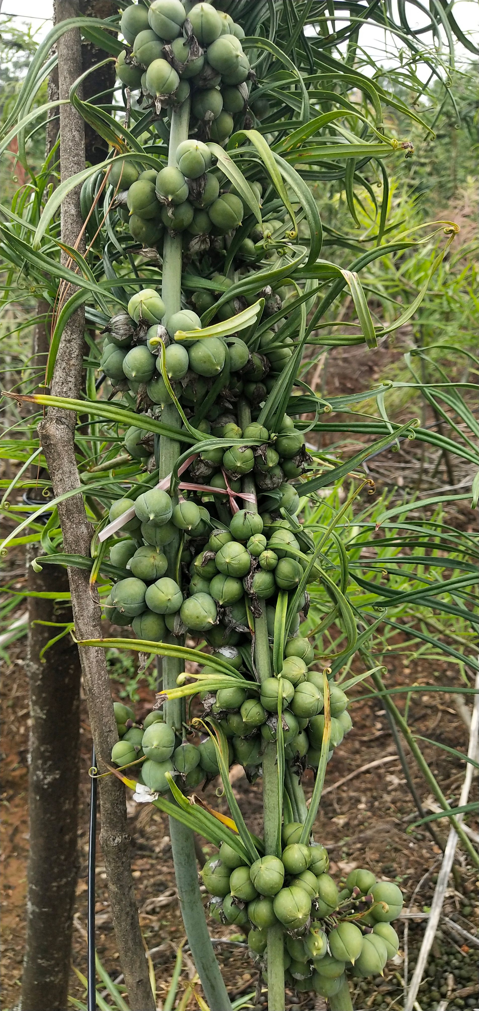 优质滇黄精种子现摘现发提供种植技术上门考察学习全国包邮