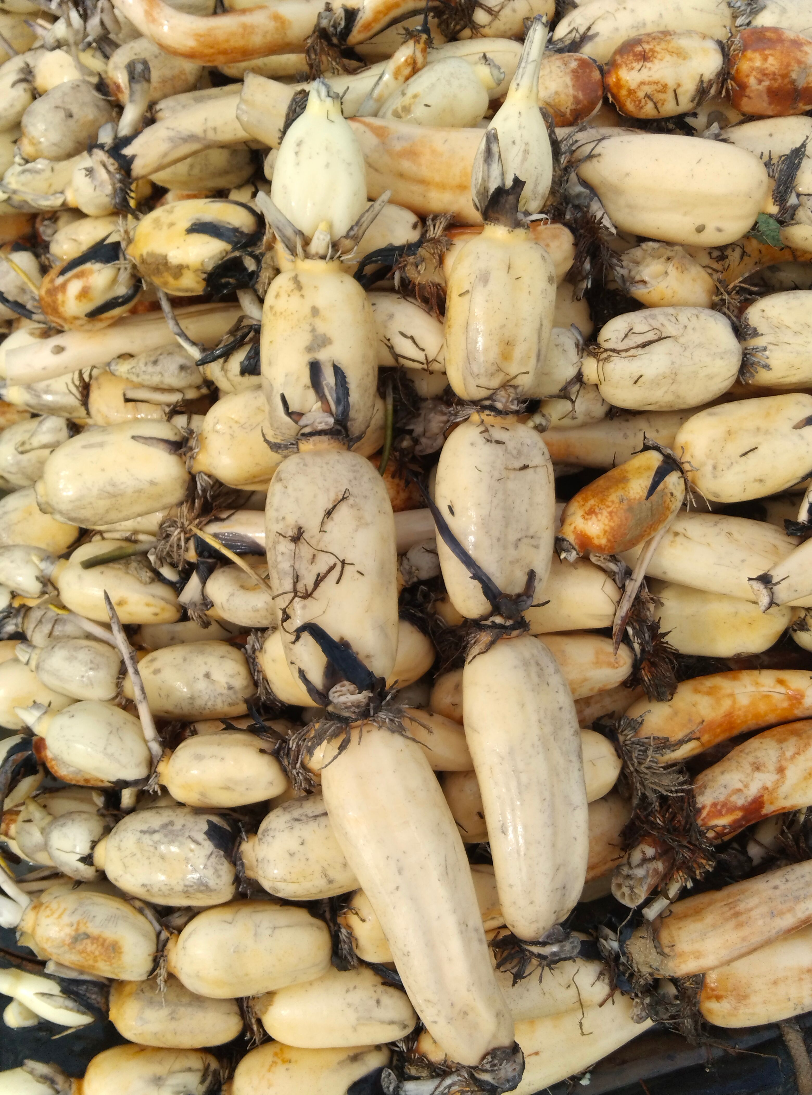 鄂莲6号 精品鄂莲六号